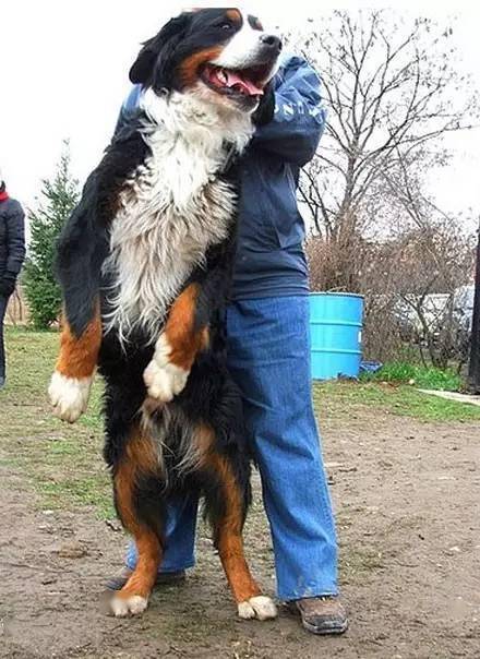 兰伯格|伯恩山犬|寻血猎犬_新浪新闻