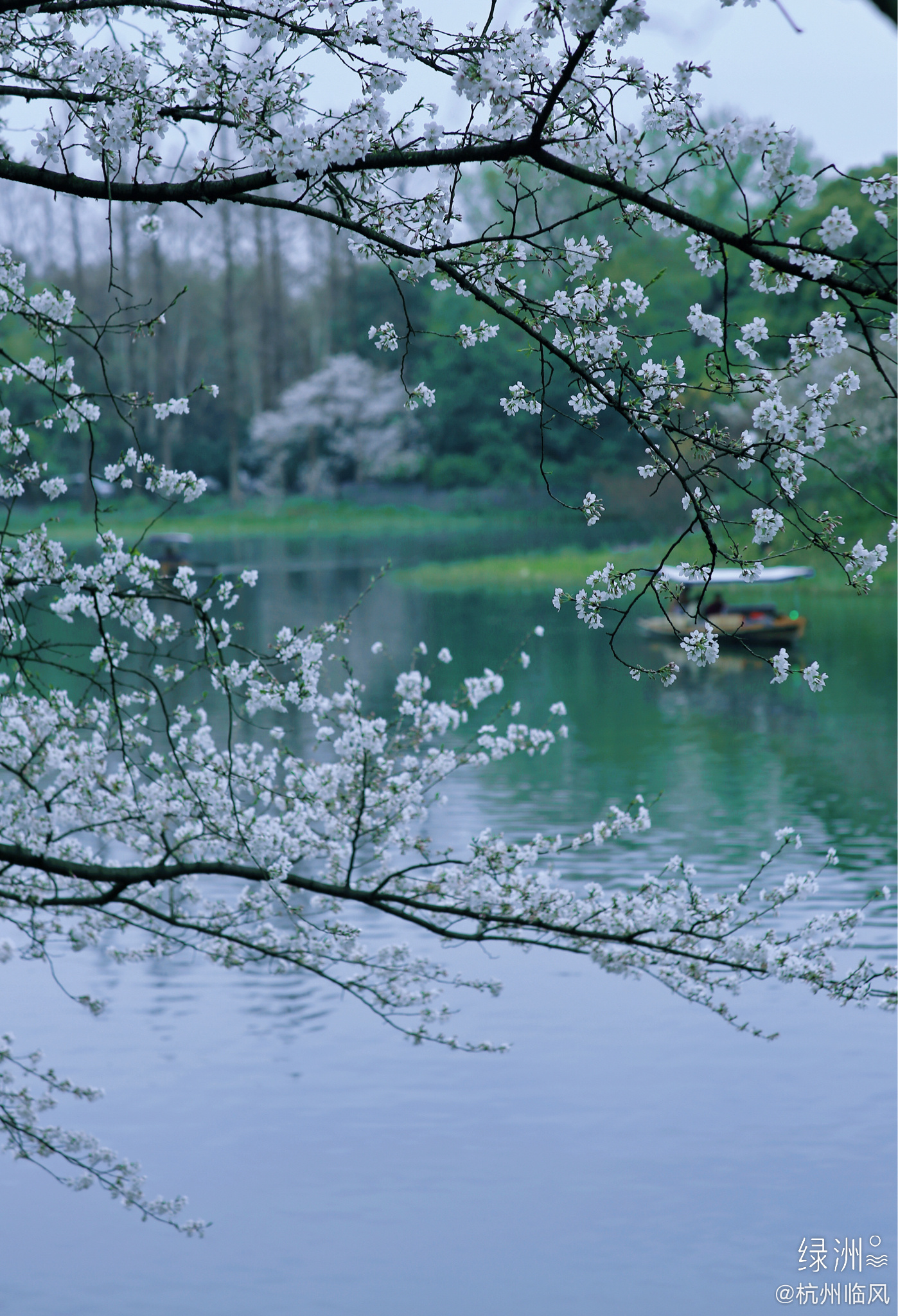 杭州乌龟潭樱花盛开啦