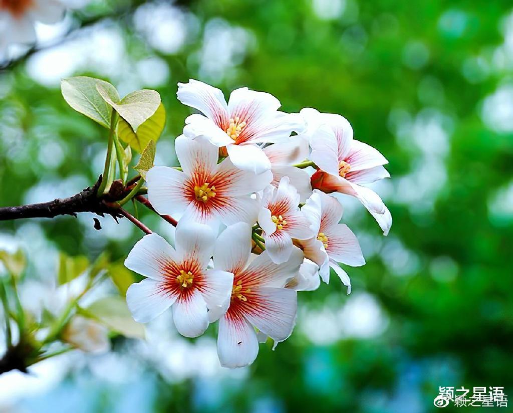 见过桐子花海吗?繁花万种,尤喜素雅桐子花__财经头条