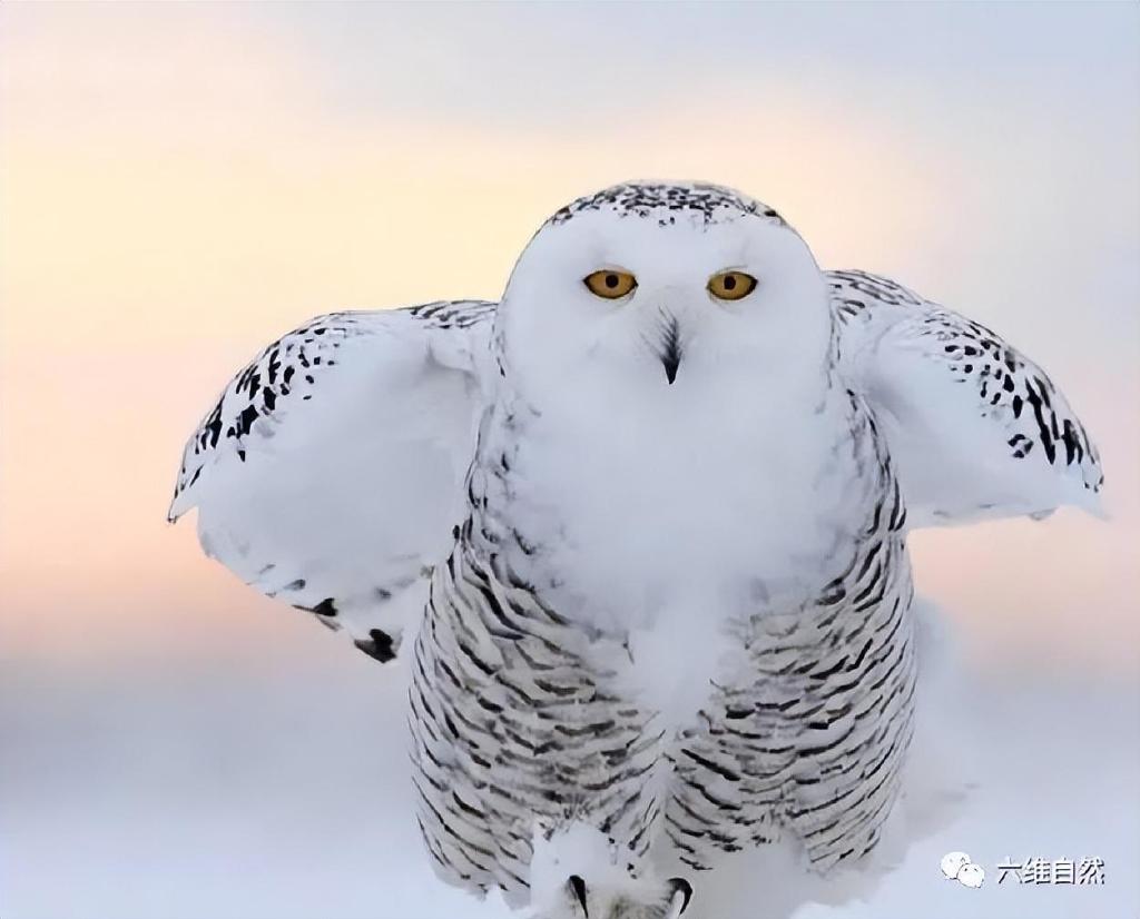 男子河边捡到白色猫头鹰,疑似中毒受伤,这雪鸮一般冬天才迁徙来|雪鸮