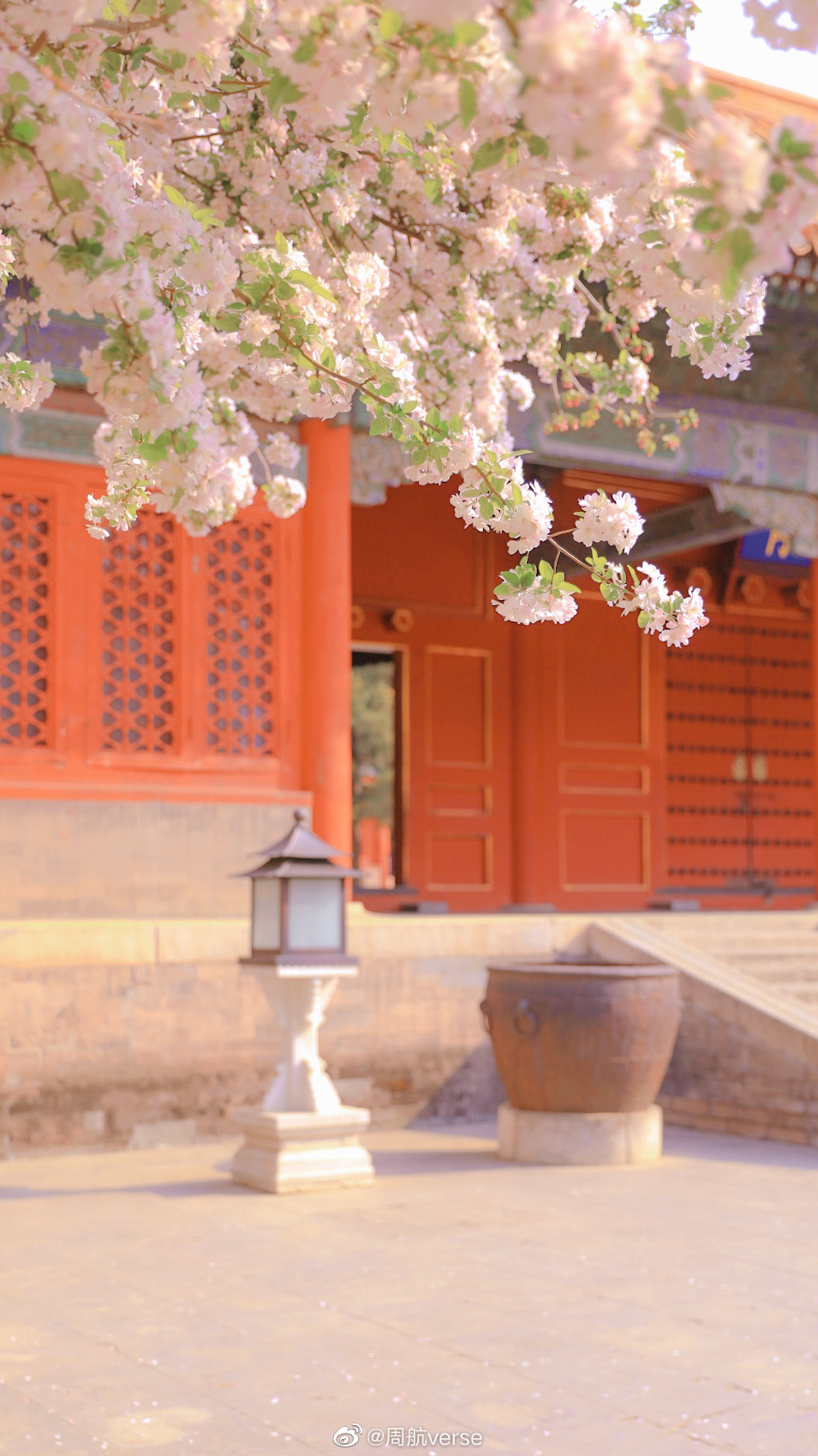 故宫文华殿的海棠盛放