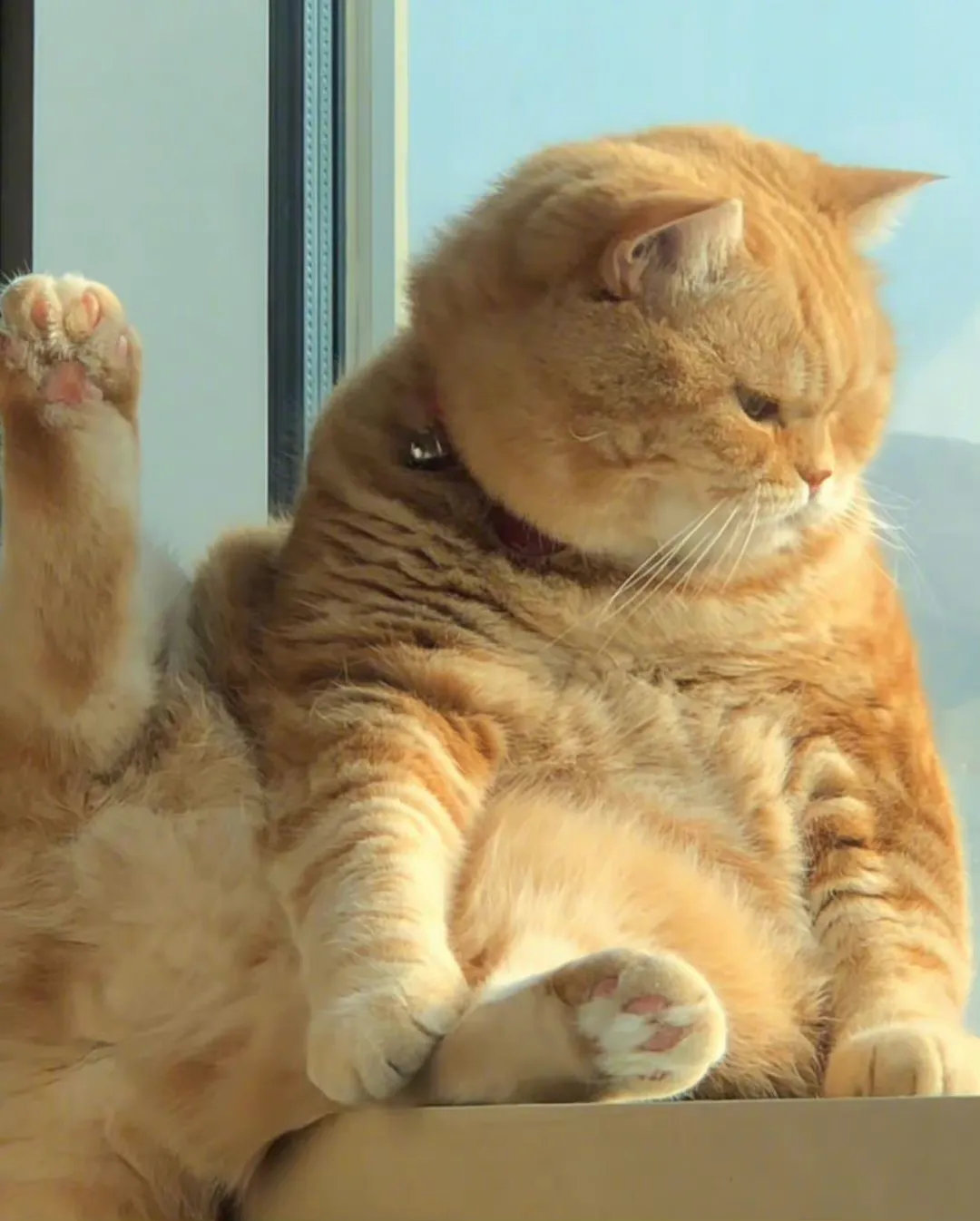 大胖橘像极了因为疫情宅家无法出门的你……_高清图集_新浪网