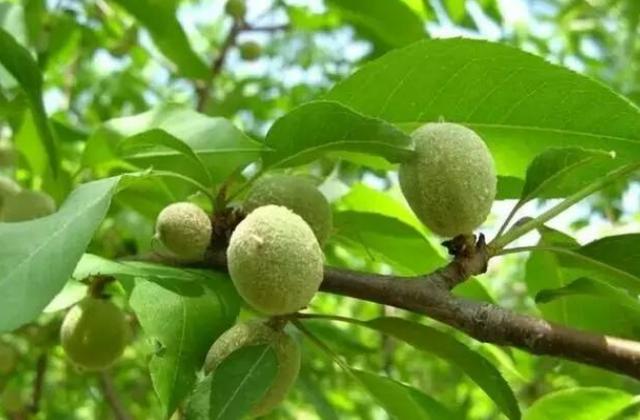 山上野毛桃,被称为"长寿果",要"打谷子"时节才能吃,有讲究