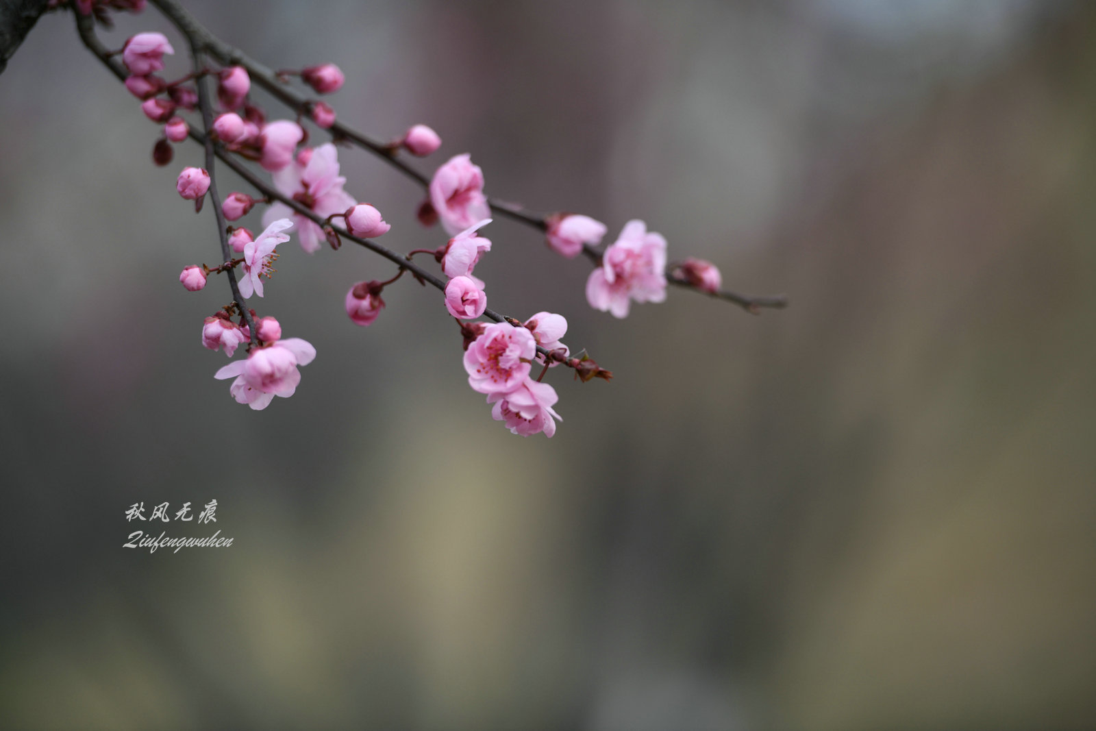 古都春天红梅花的国画之韵