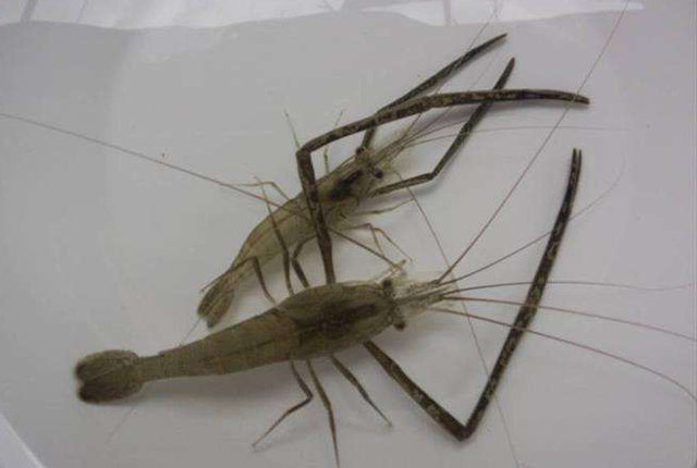 以前农田河沟里常见的小河虾人吃不了常喂猪现在卖到50块