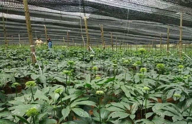 三七生长对环境条件的要求,农民掌握以下要点,收获高产优质三七