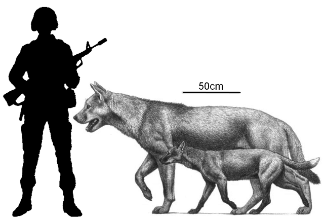 而史前最大的犬科是上犬,上犬属中海德尼上犬体型最大,是北美灰狼的2