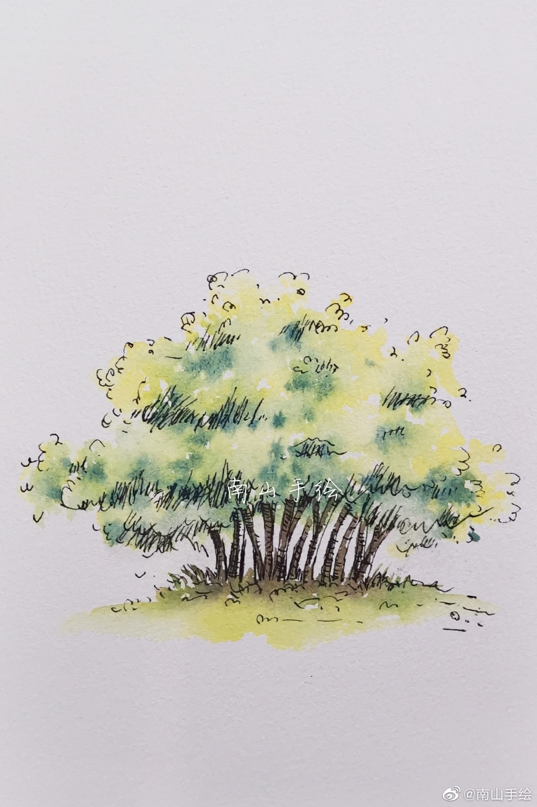 线描淡彩画一棵树图片