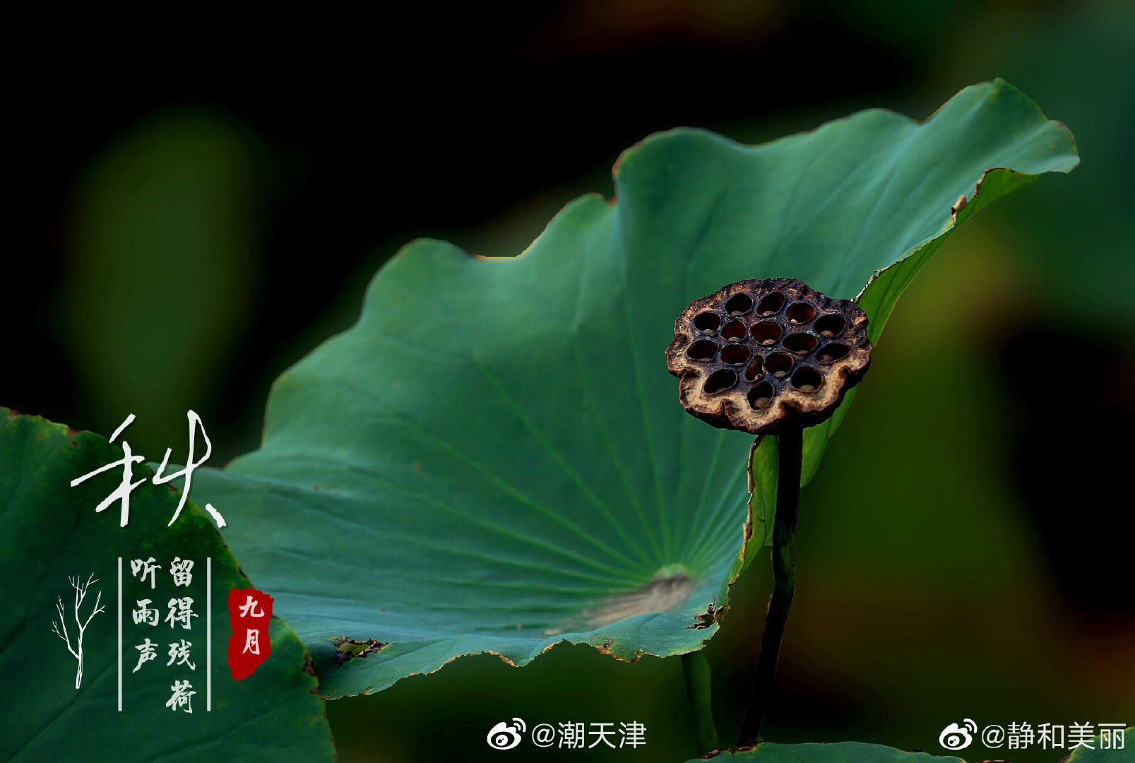 枯荷虽残蕴诗情—— 荷花以“出淤泥而不染