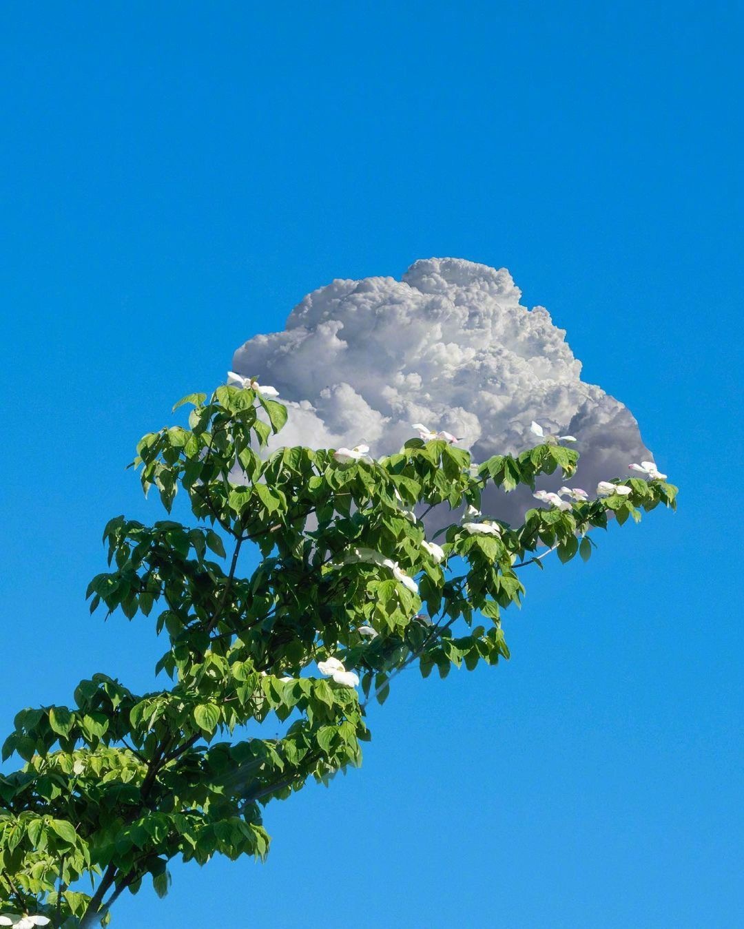 一朵云的浪漫旅行