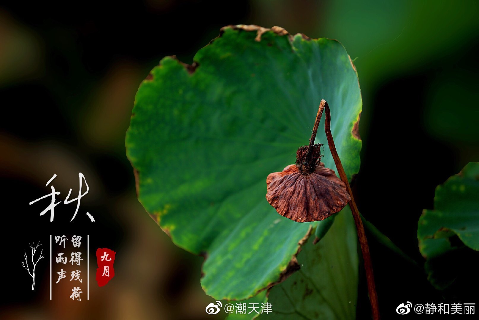 枯荷虽残蕴诗情—— 荷花以“出淤泥而不染