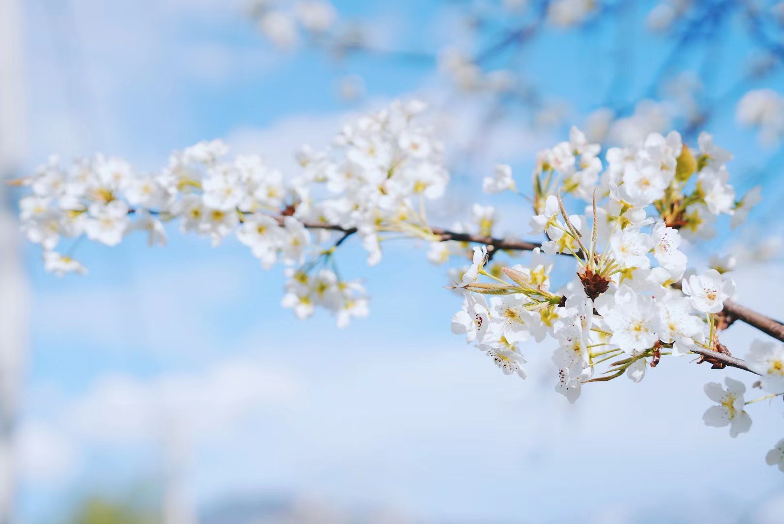 去金川看梨花 梨花是纯真 是唯美 是纯净的爱情__财经头条
