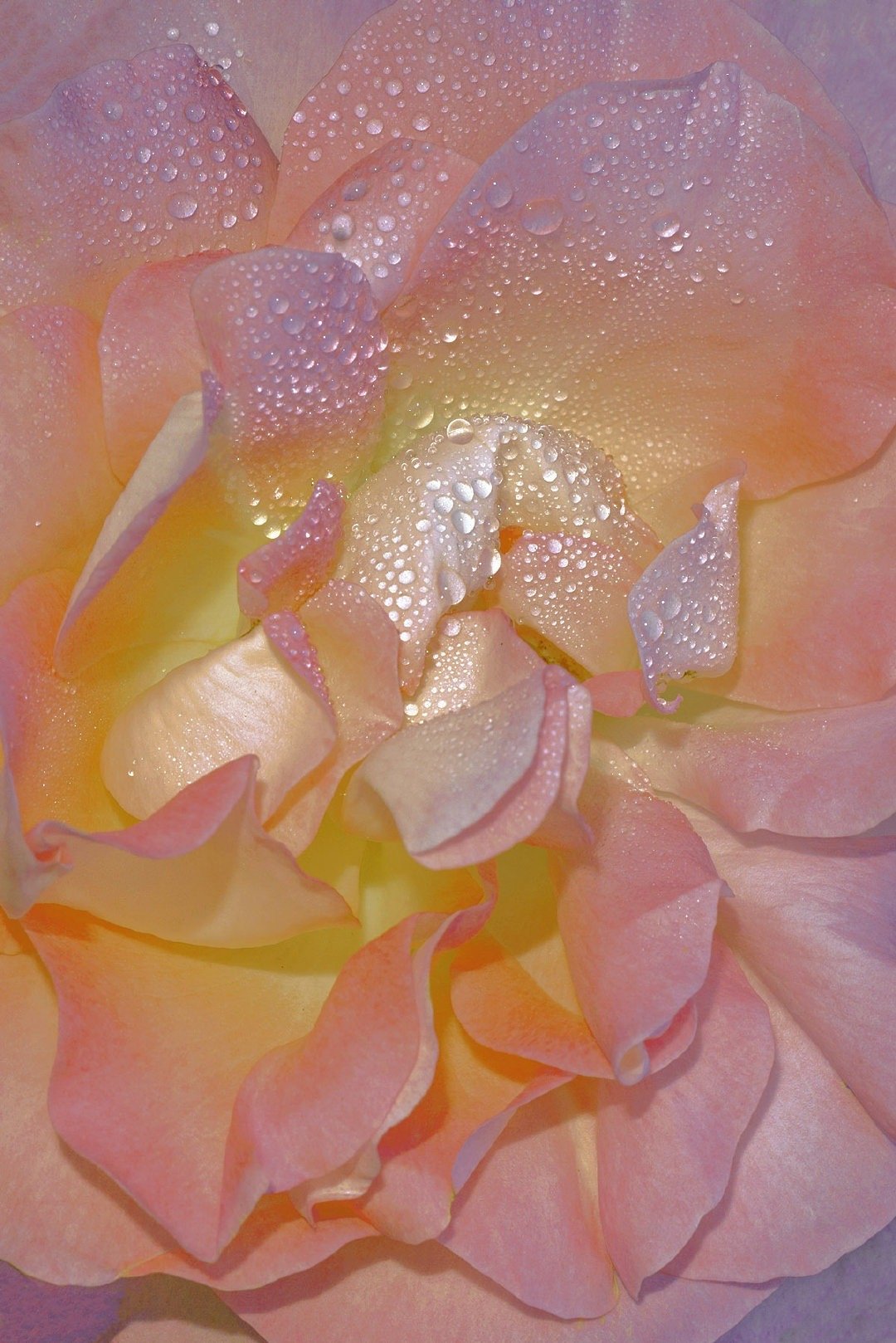 pinkflowersbyxuebingdu