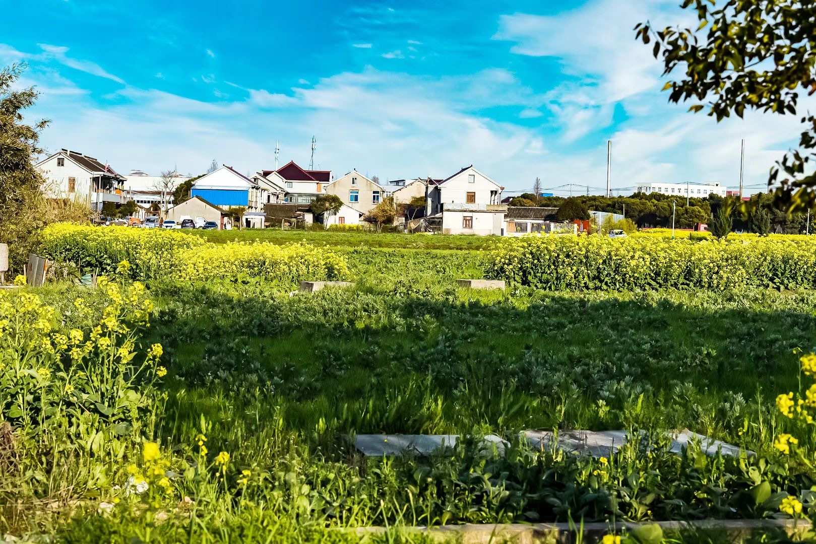 老友在上海宝山区罗泾镇拍摄的油菜花田
