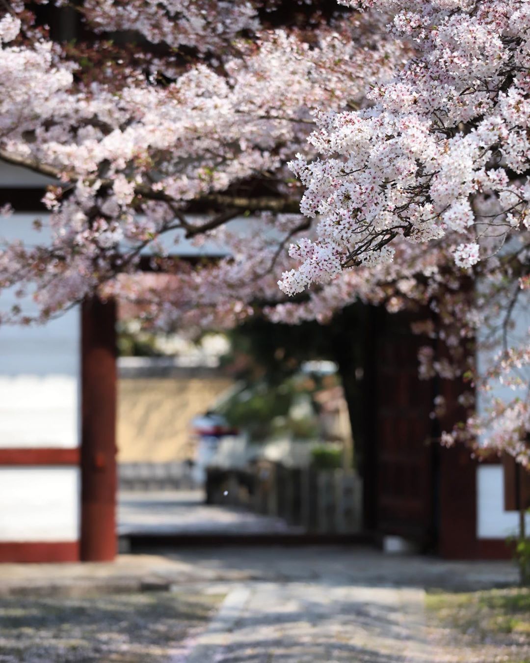 京都 寺庙 神社 樱花
