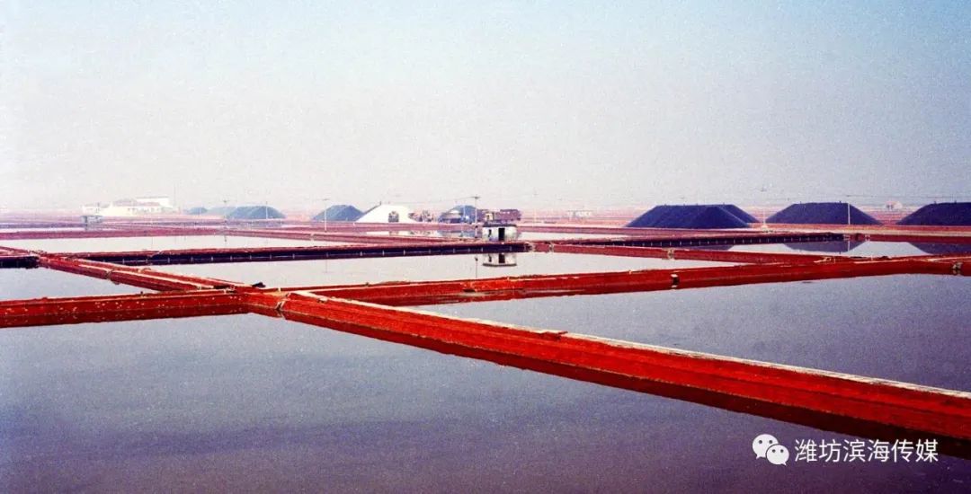 历史今天看,图说羊口盐场