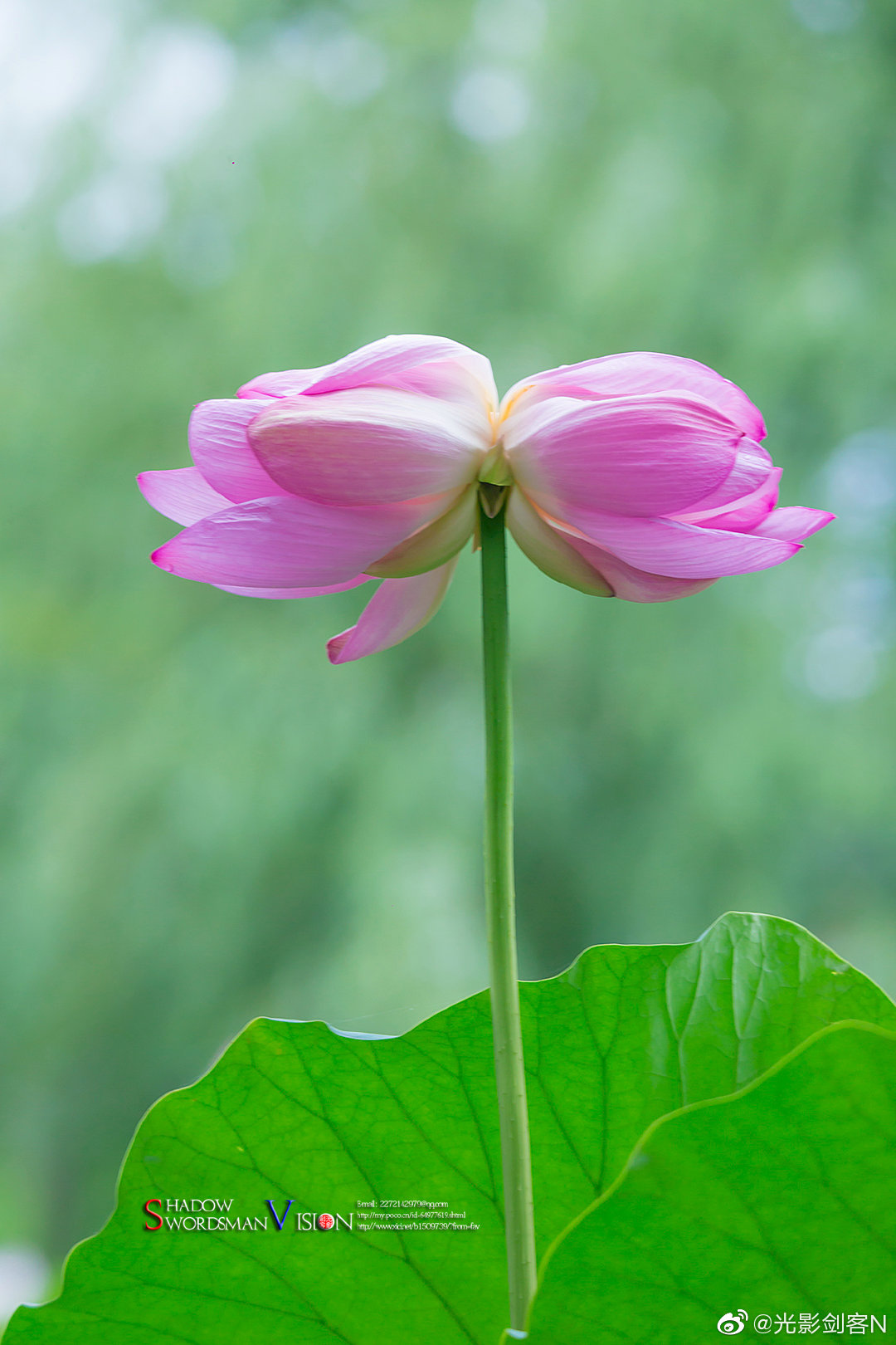第一次看到自然环境生长的并蒂莲,实属罕见,昨天含苞待放