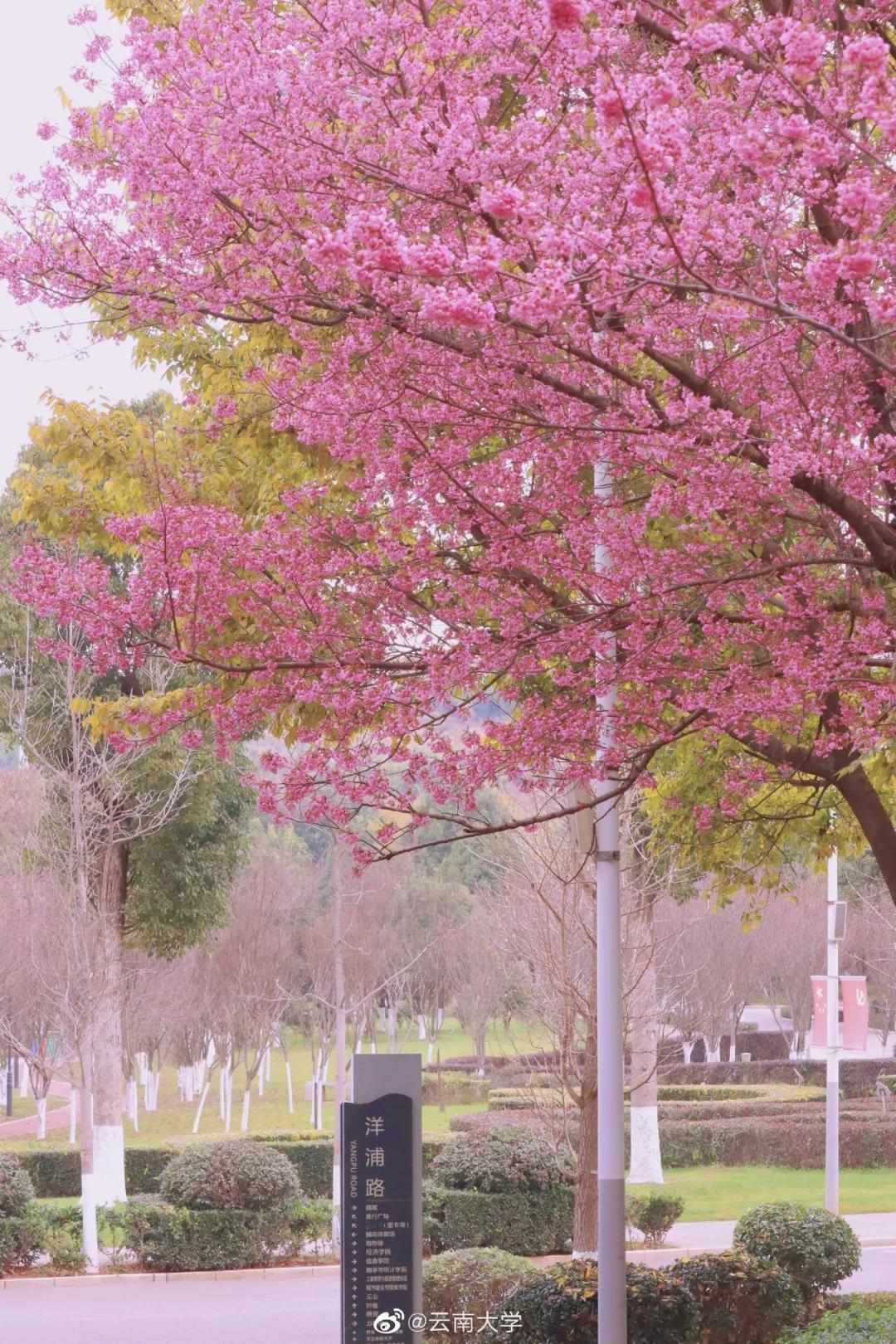 云赏花昆明冬樱花已上线粉到心里了不出门也可以被美到