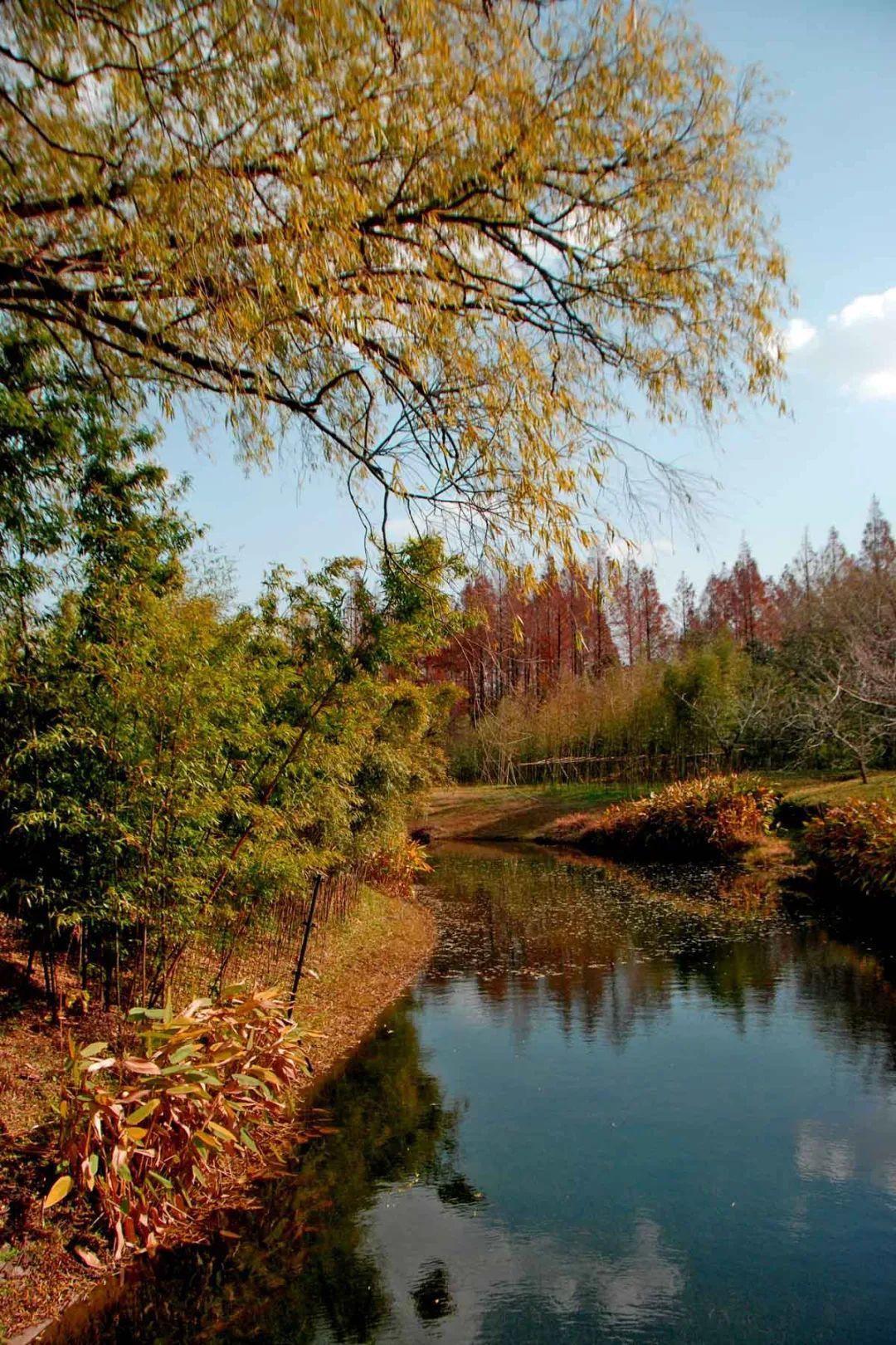 杨浦万竹园的景色一整个被美住