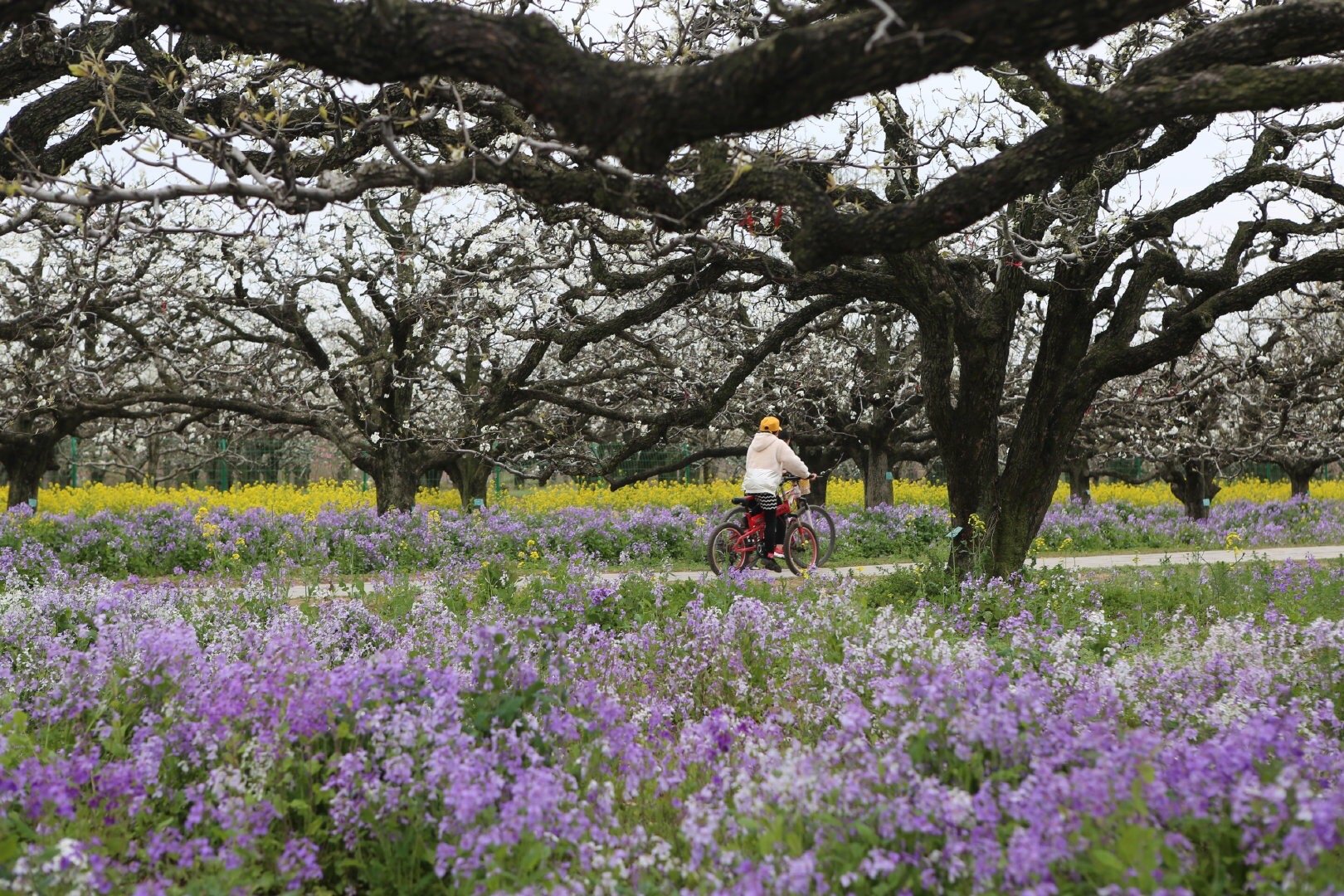 砀山梨树王景区最新花情!梨花又开放!