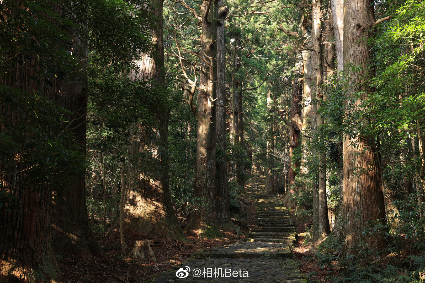 佳能eos r5官方大尺寸样片