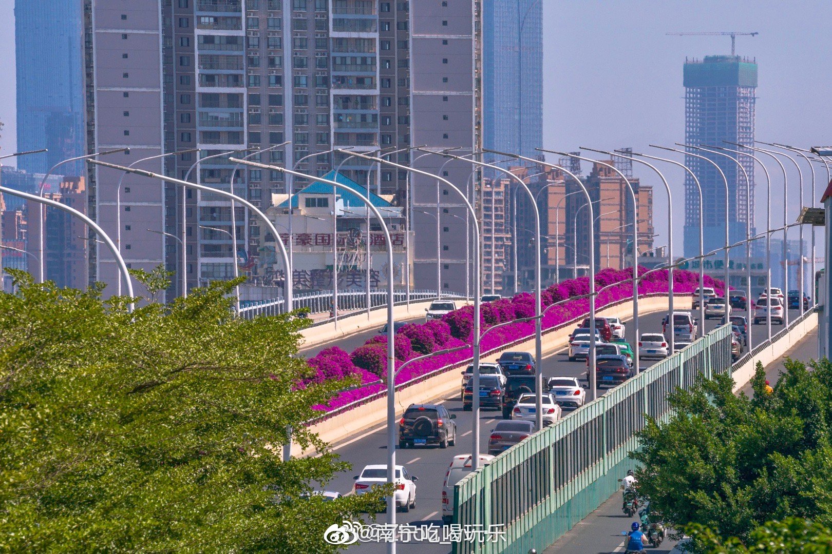 葫芦鼎大桥的三角梅,每年都如约而至不管你来或者往_高清图集_新浪网