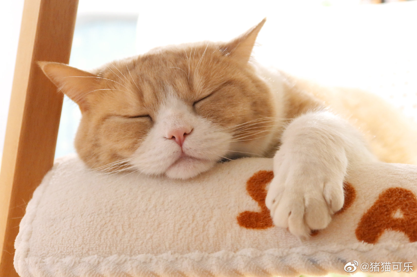 吃饱喝足的一脸满足的趴趴熊2904ω0429