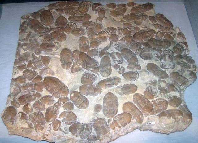 盘点20个迄今为止,人类发现的最奇怪化石