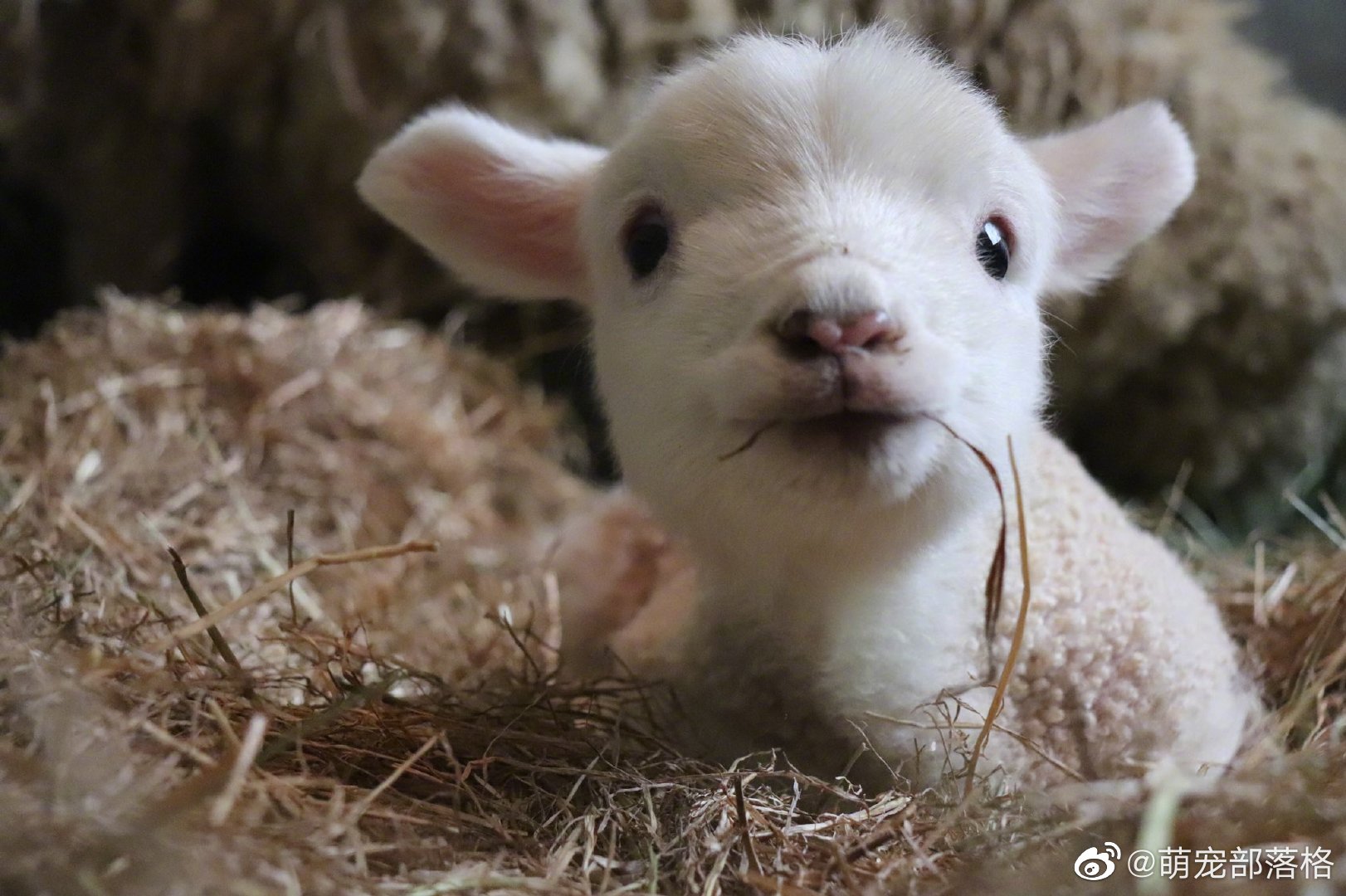 十一区淡路农场公园的小羊