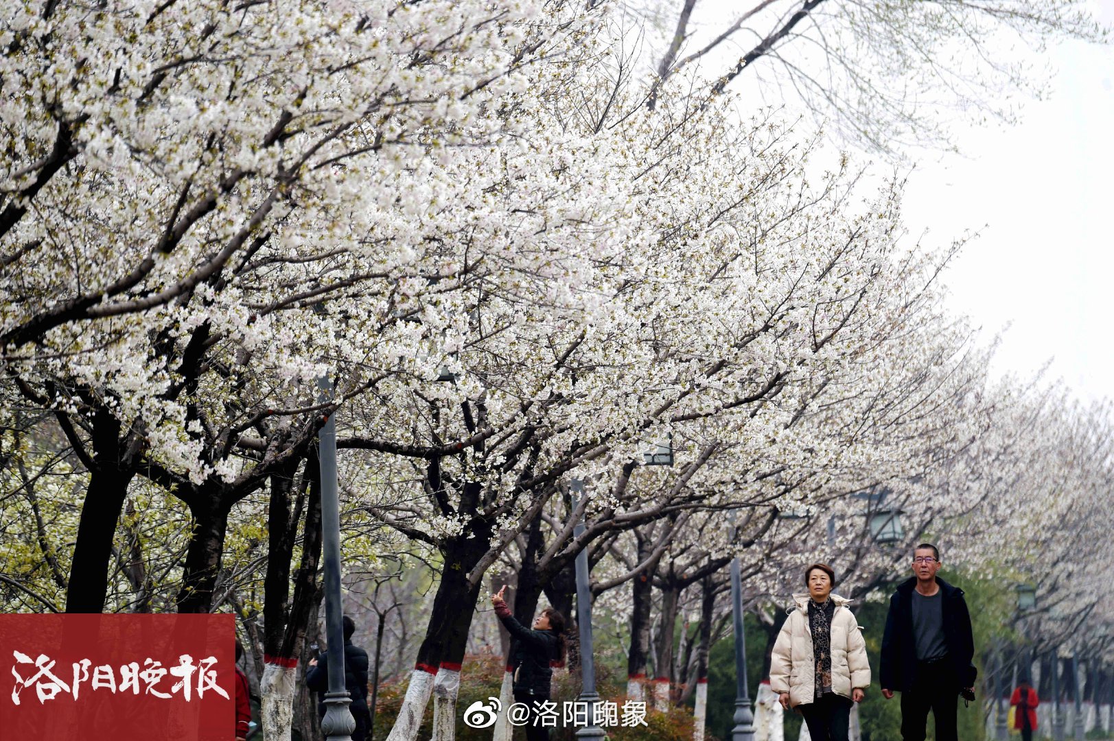 雨过天晴,气温回升,洛浦公园南岸洛阳桥至牡丹桥段的樱花已经盛开