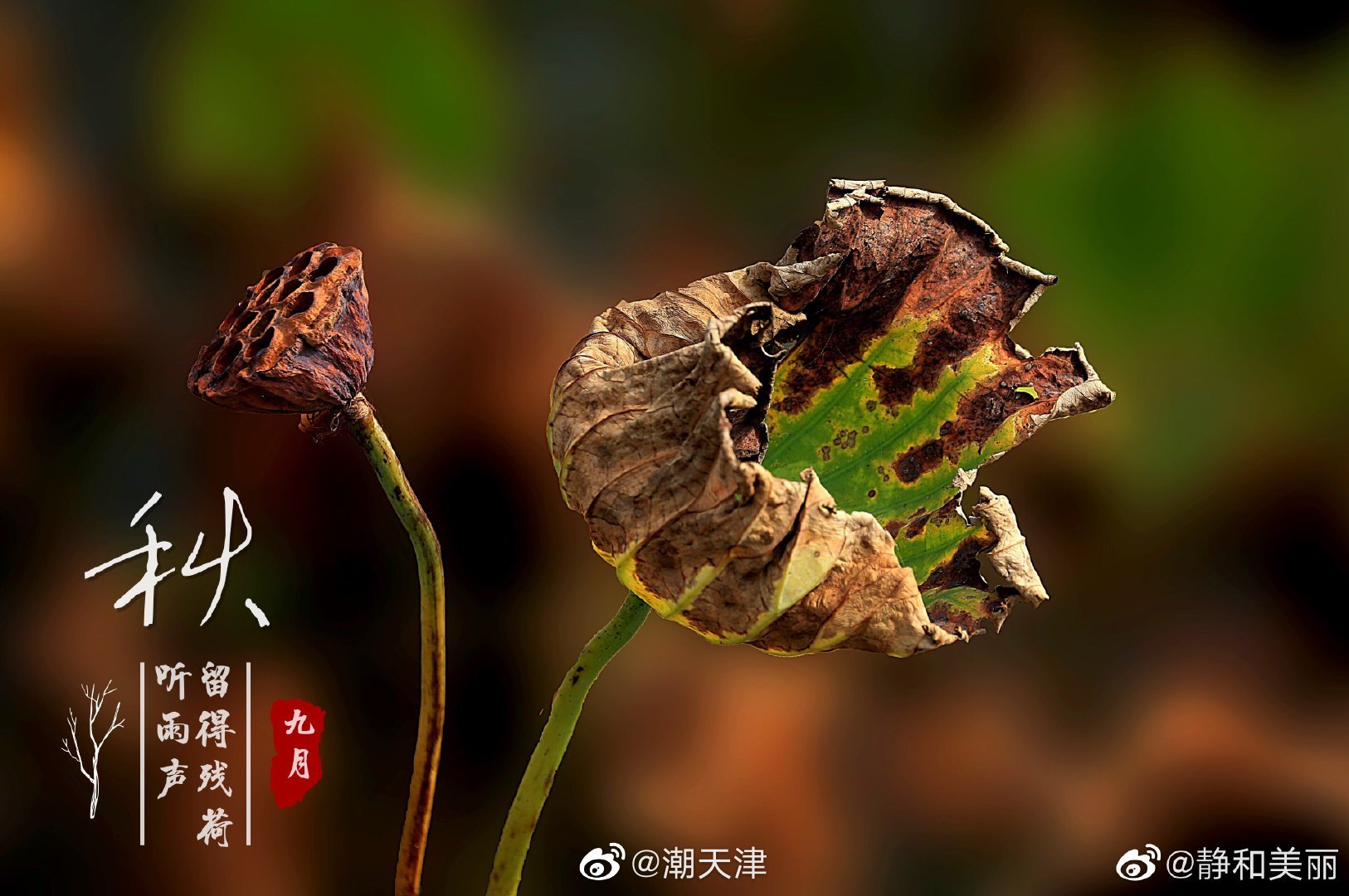 枯荷虽残蕴诗情—— 荷花以“出淤泥而不染