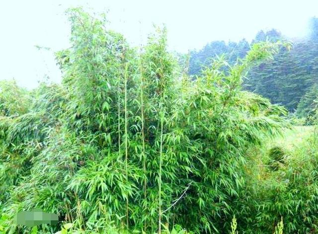 竹子都是空心吗？其实也有实心竹！熊猫最爱吃它，生活中也常用到