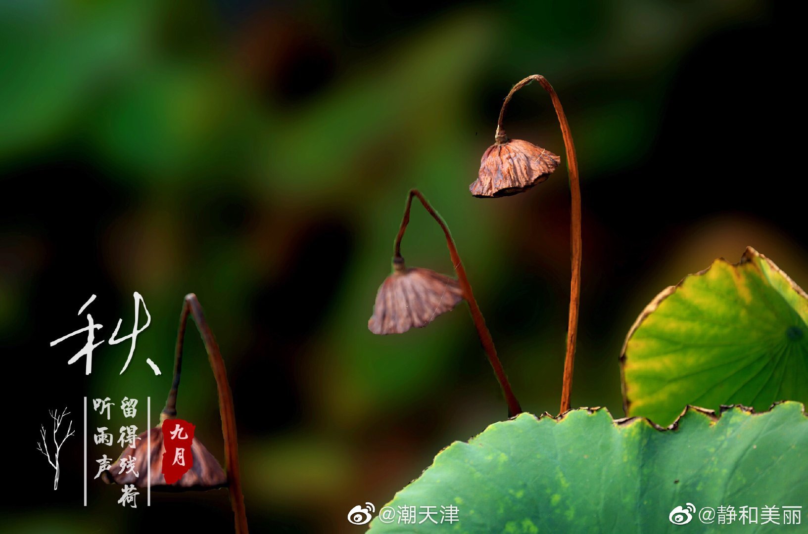 枯荷虽残蕴诗情—— 荷花以“出淤泥而不染