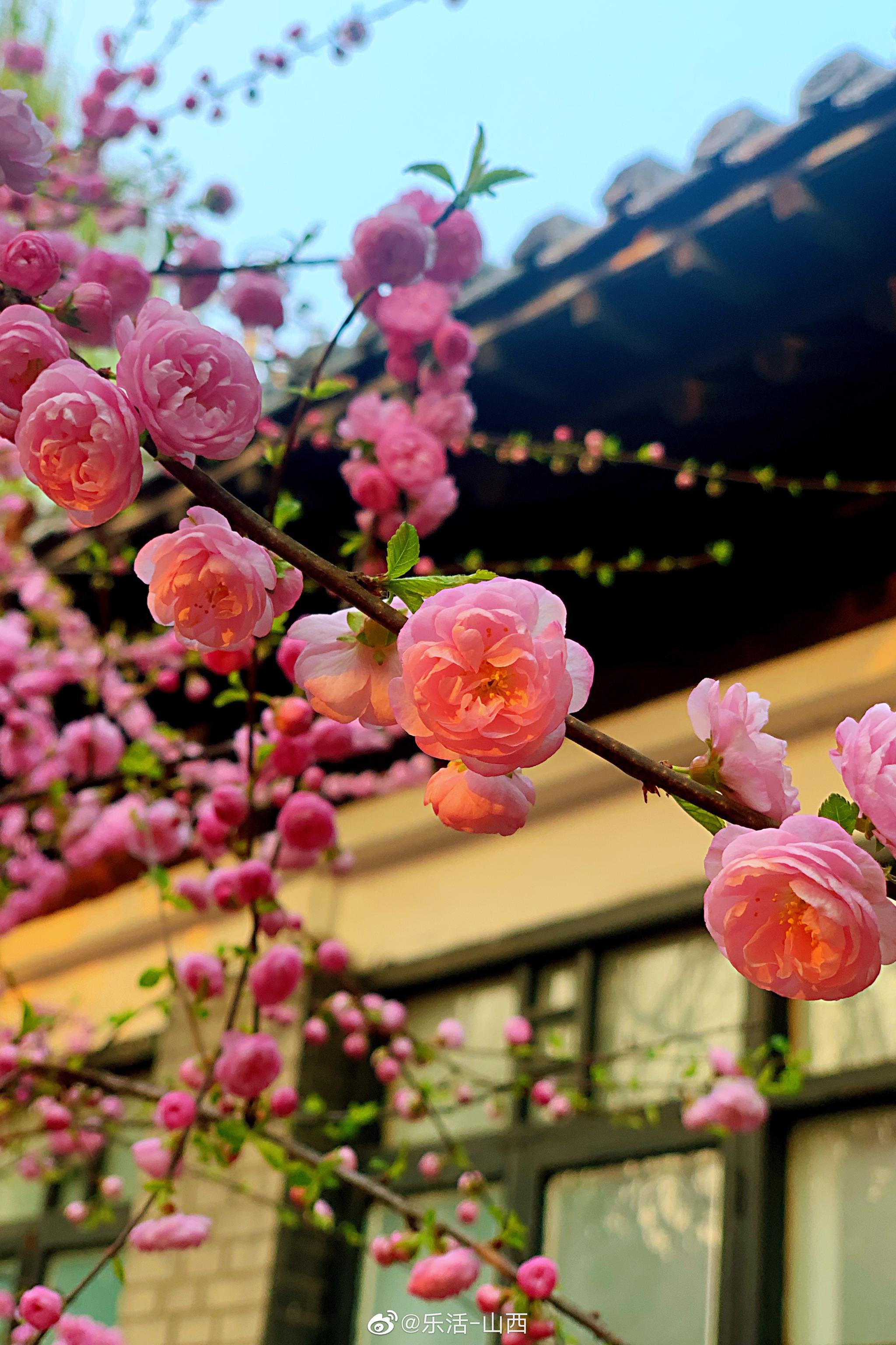 春到龙城,太原街心公园榆叶梅怒放,十分妖娆[米奇比心]