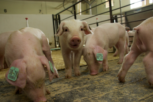 "十四五"农业科技攻关落地:种业;温氏股份:拟募资92.97 亿