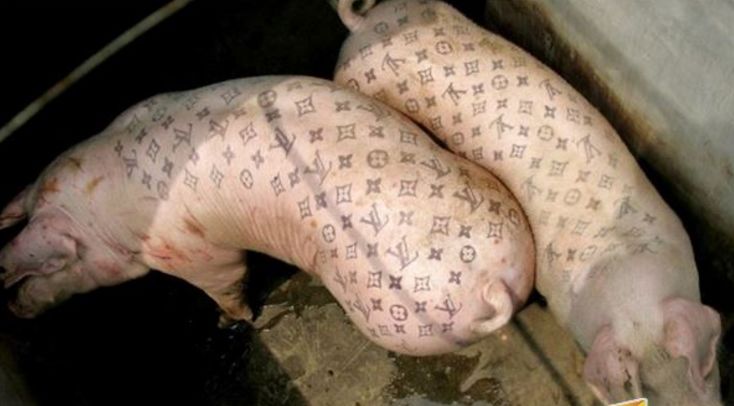 小伙给猪纹身一头卖到上万人们看后纷纷指责他的做法