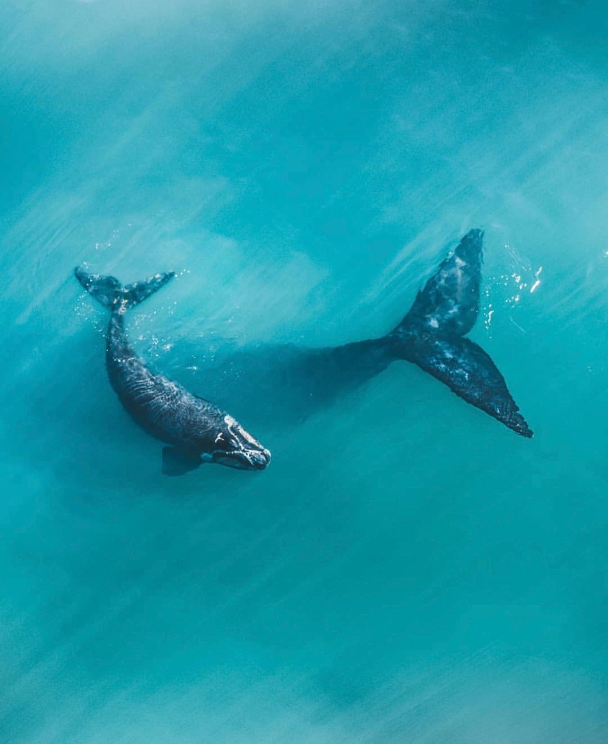 3s点赞 好运一整年 海蓝见鲸95_高清图集_新浪网