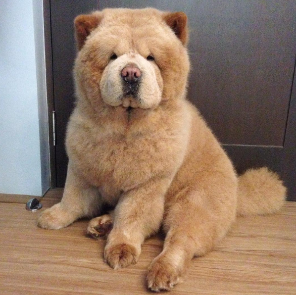 主人担心松狮太热给它理了个发最后跟熊宝宝一样样的