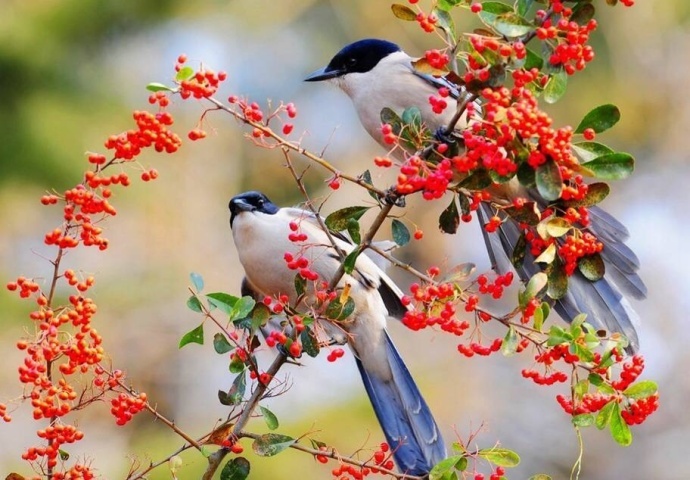 喜鹊登枝,时来运转,喜事连连._高清图集_新浪网