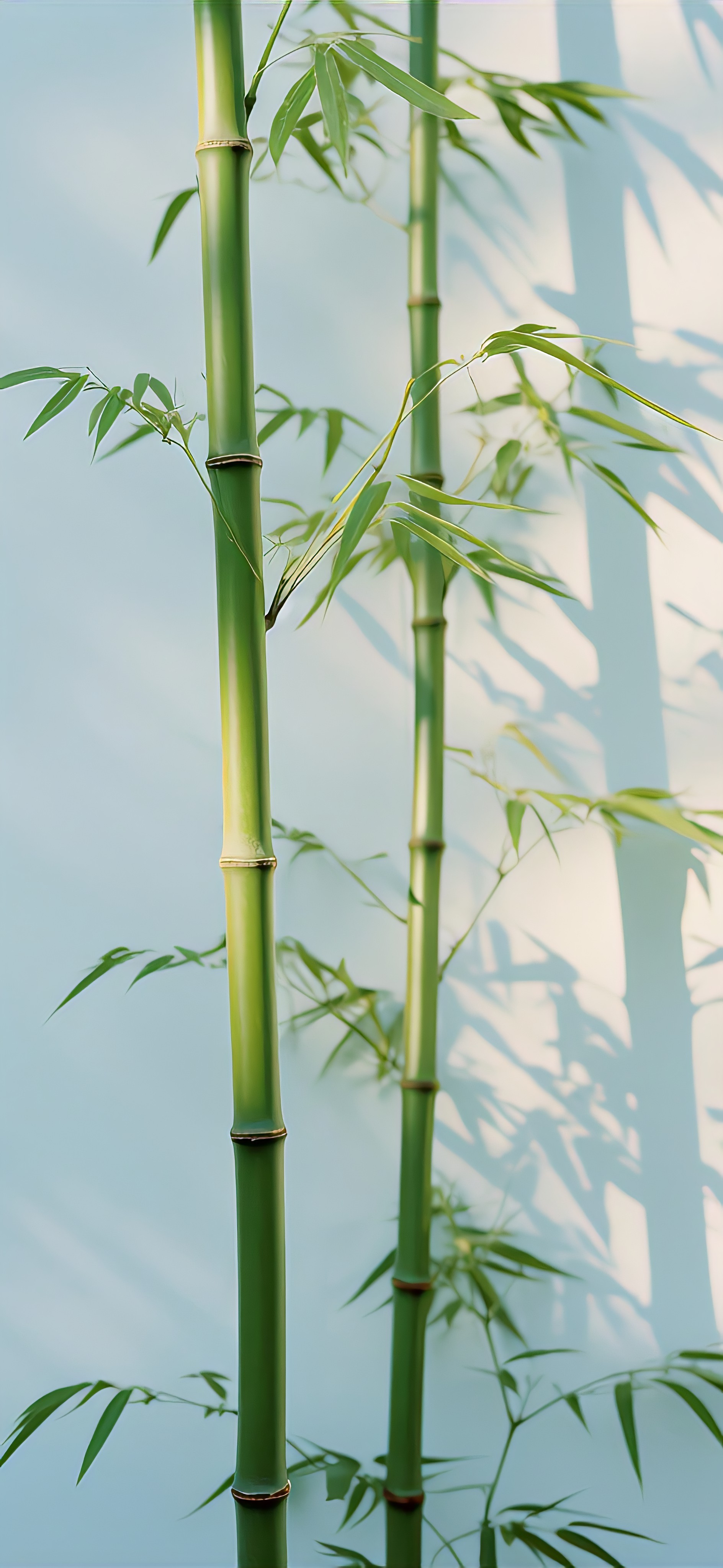 一期竹子壁纸 太有感觉了!