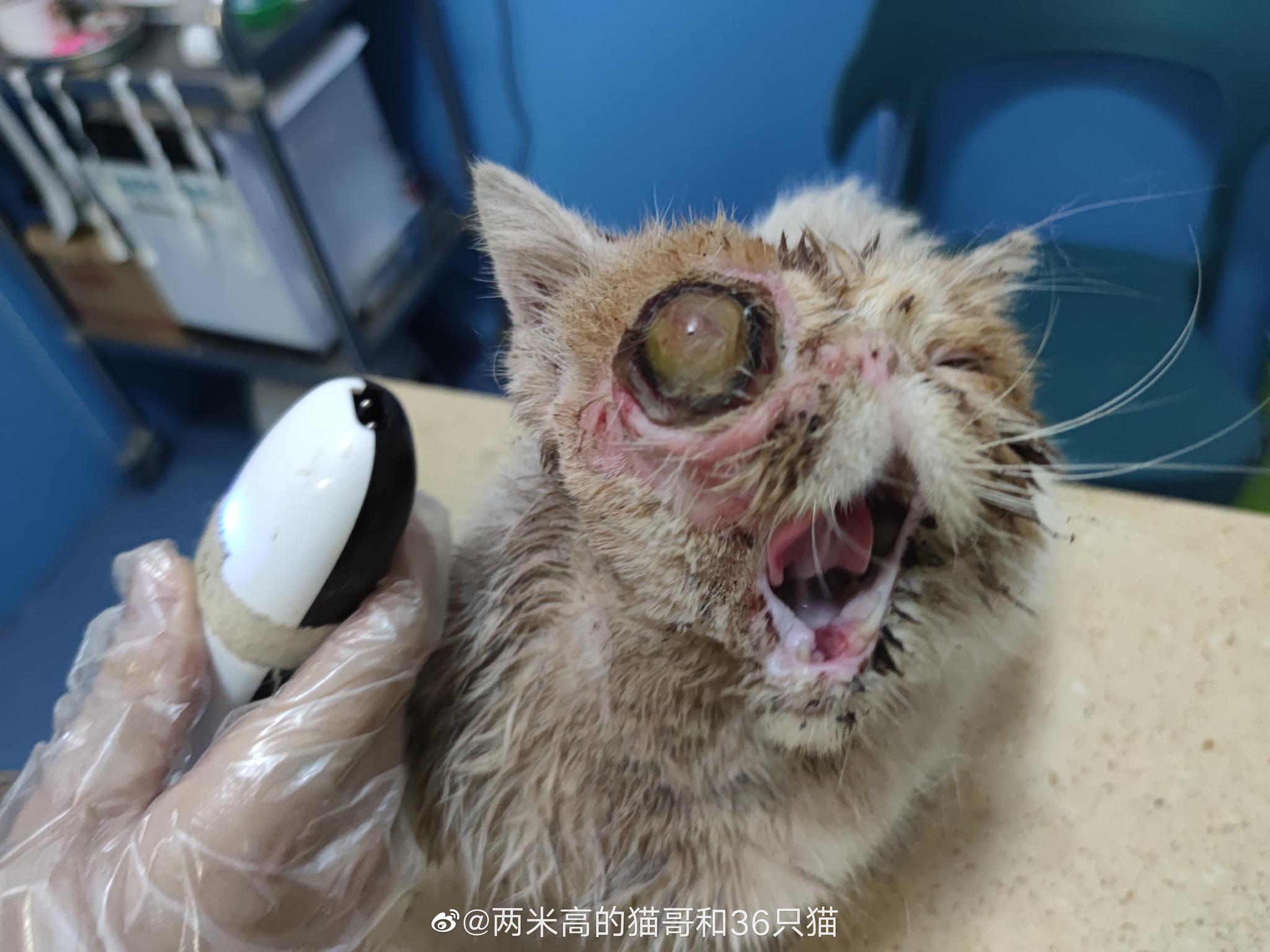 被狗狗咬伤的流浪加菲猫今天做了血常规和生化等手术前检查