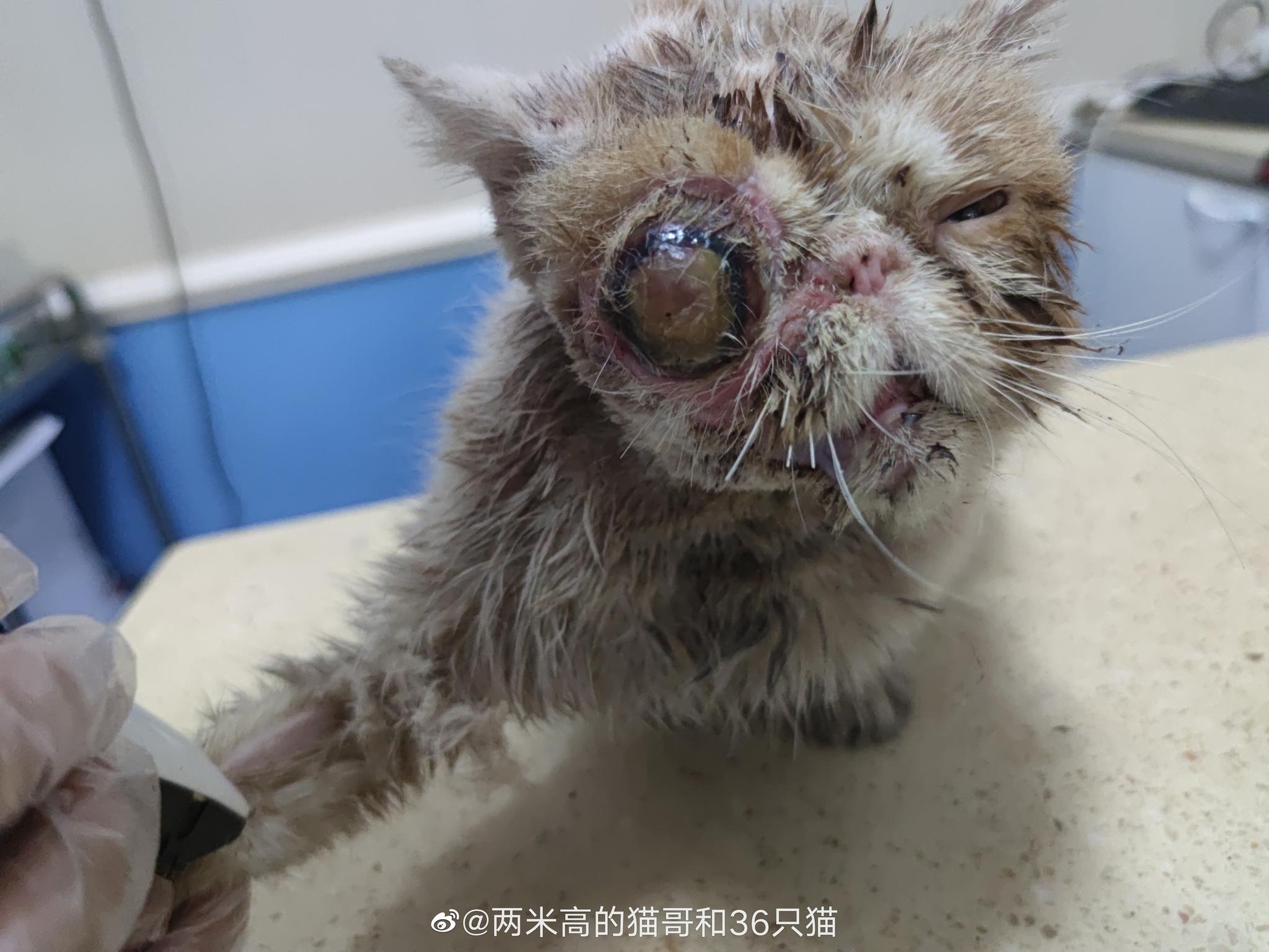 被狗狗咬伤的流浪加菲猫今天做了血常规和生化等手术前检查