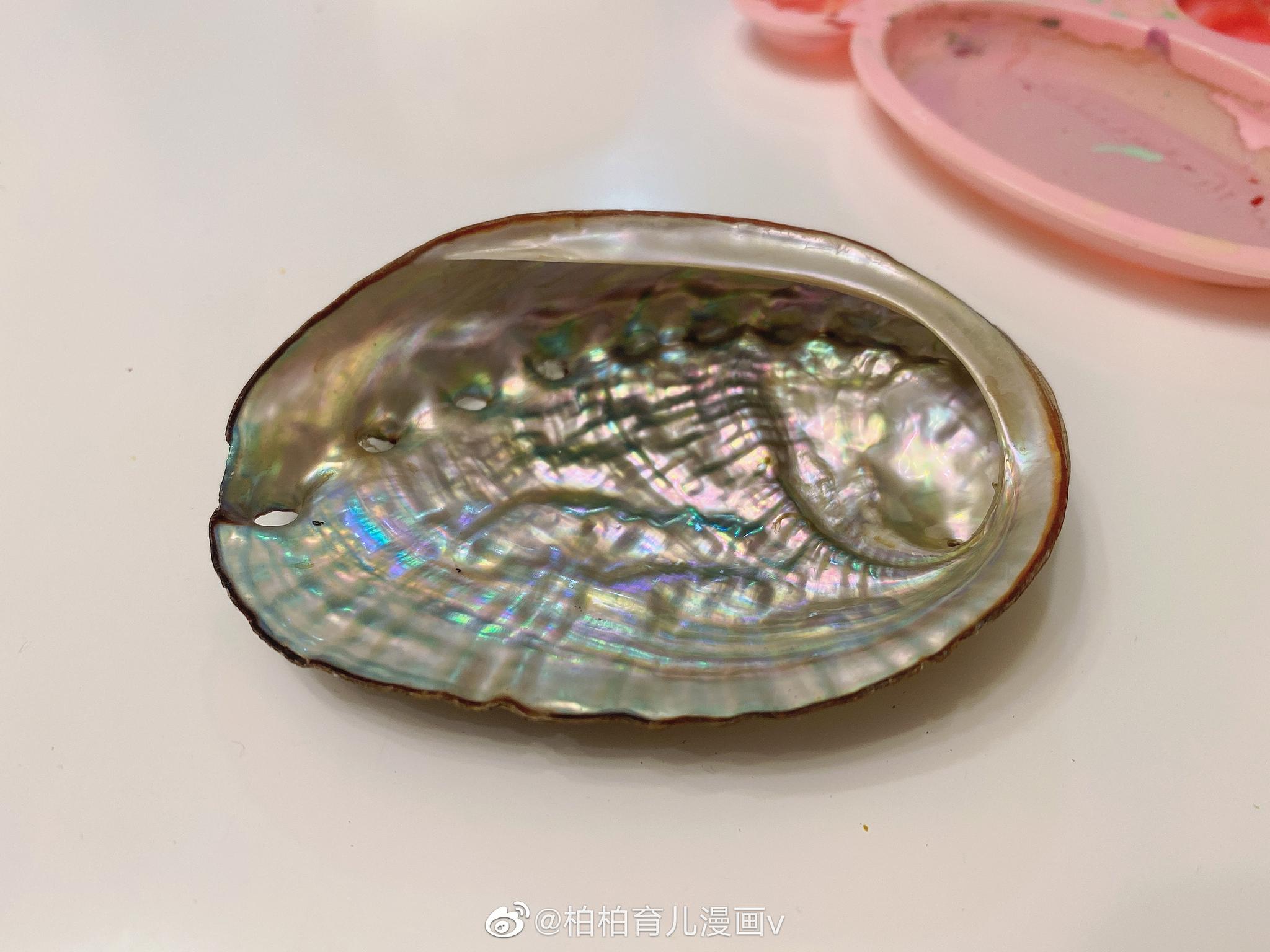 吃完的鲍鱼壳不要扔,还可以这样