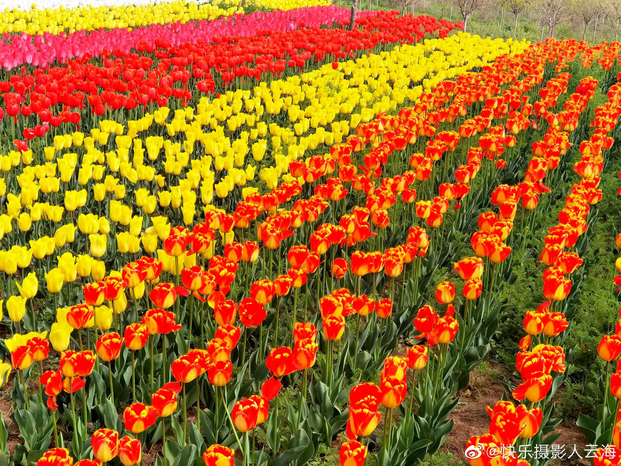 齐鲁酒地,郁金香花海