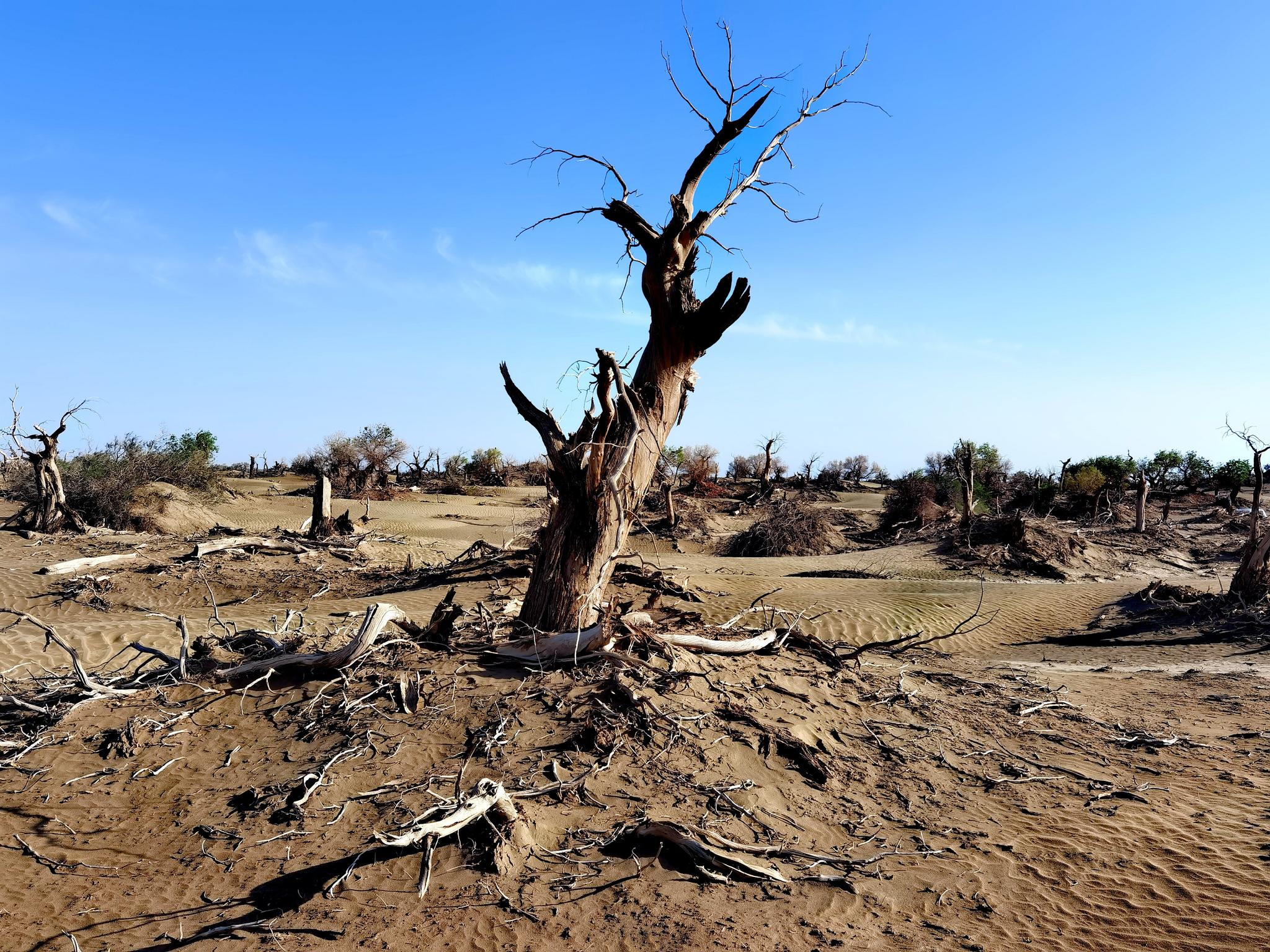 5月14日,手机实拍若羌县阿拉干胡杨林,美吧?