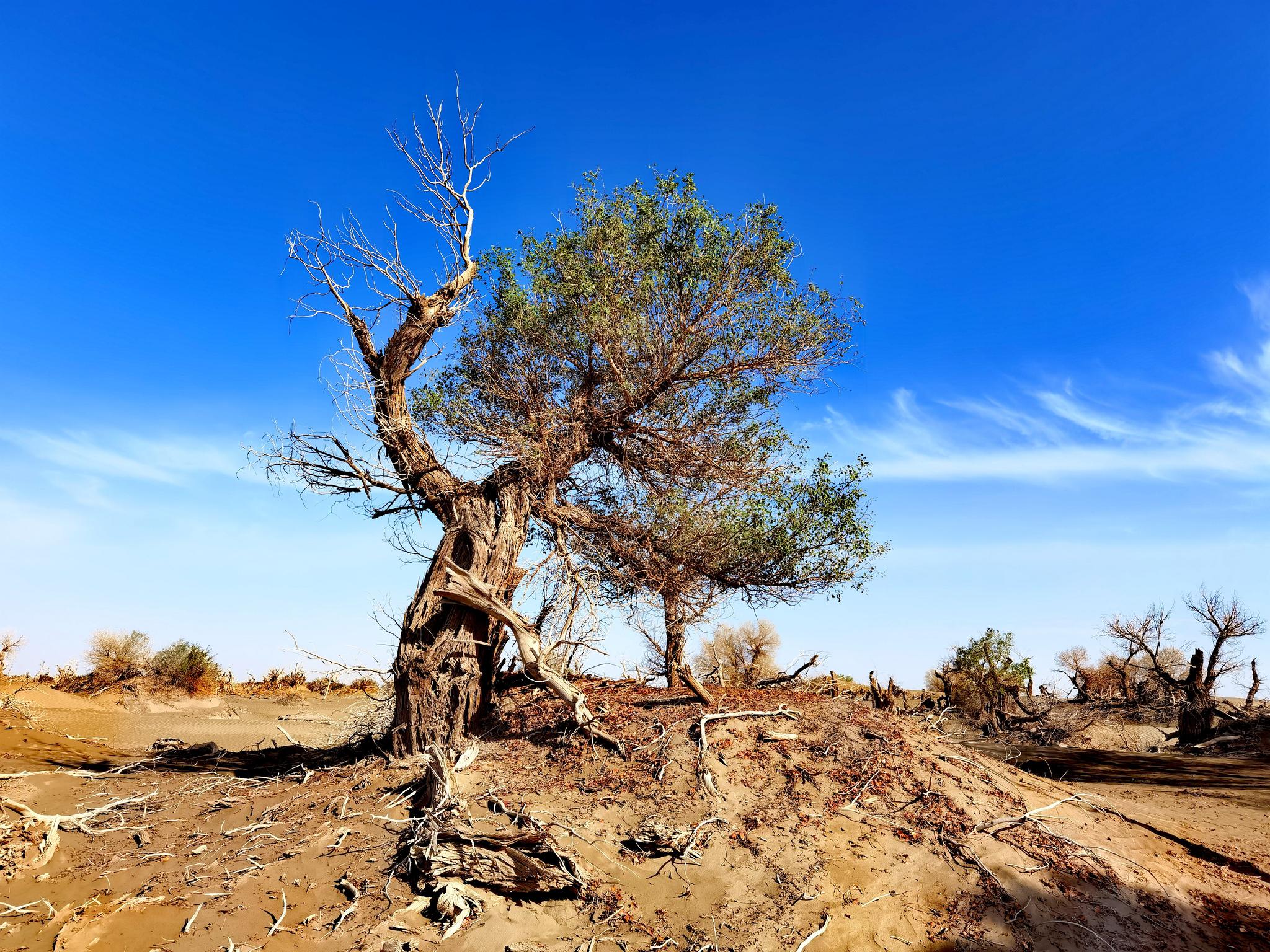 5月14日,手机实拍若羌县阿拉干胡杨林,美吧?