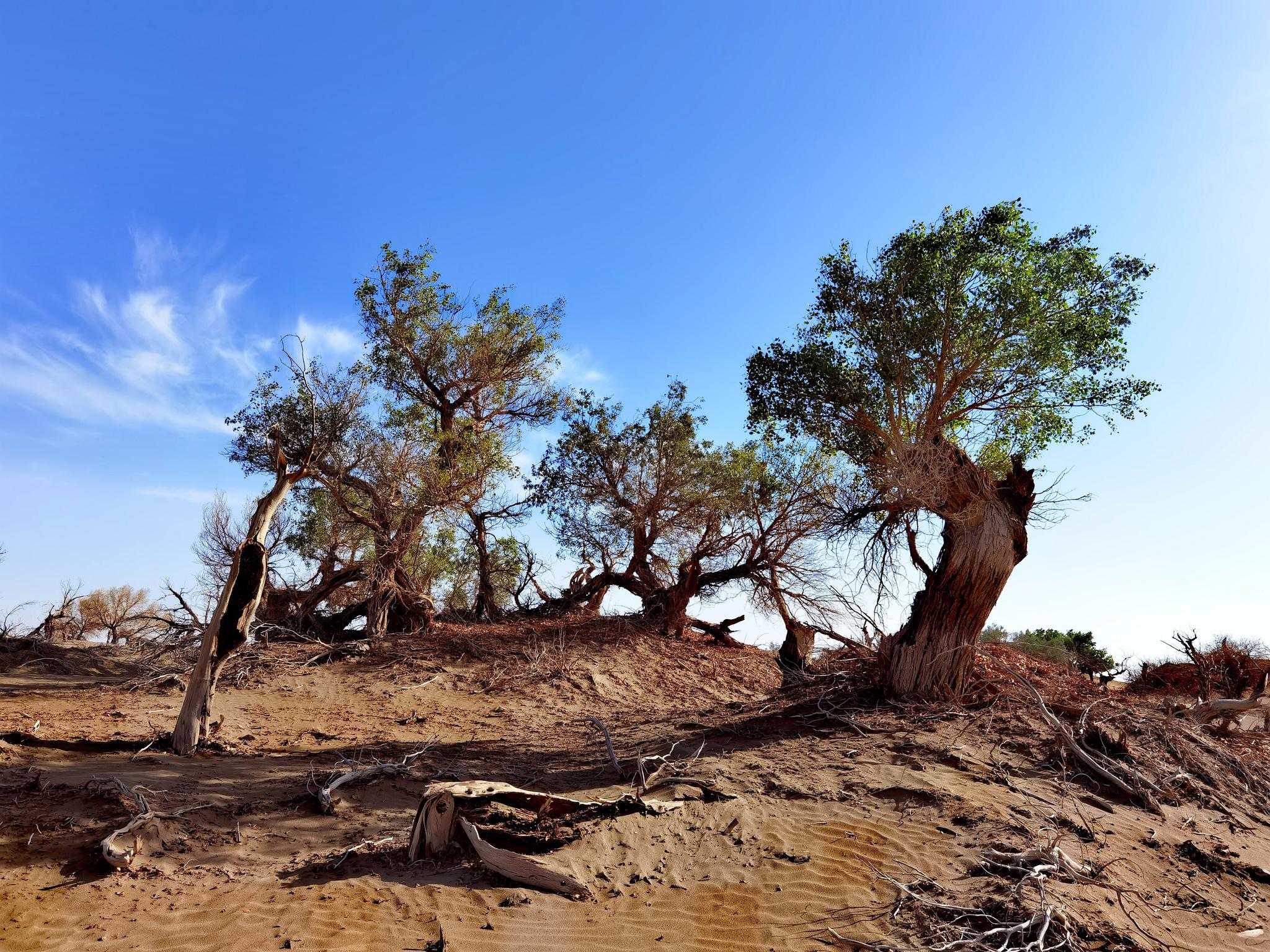 5月14日,手机实拍若羌县阿拉干胡杨林,美吧?
