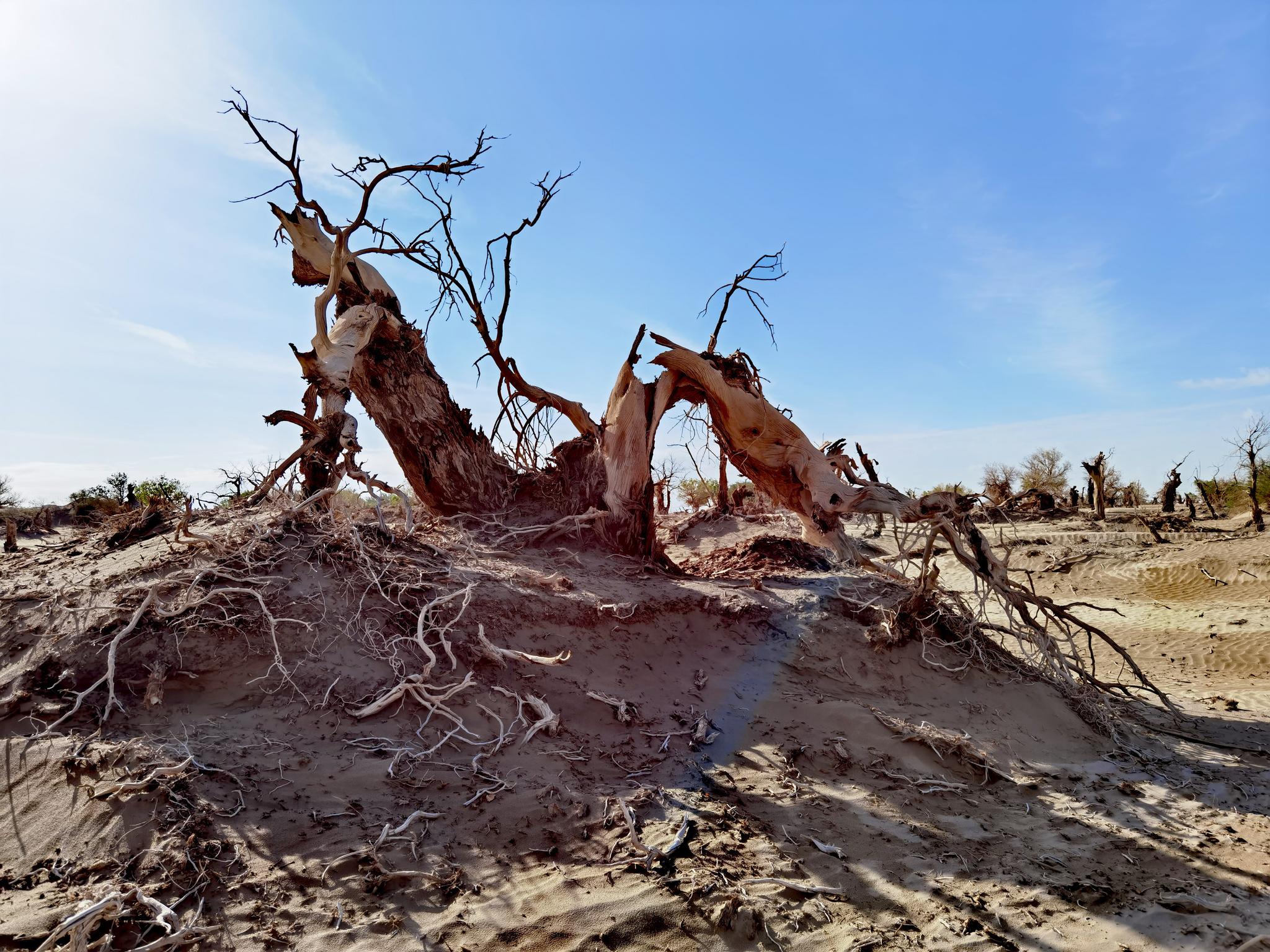 5月14日,手机实拍若羌县阿拉干胡杨林,美吧?