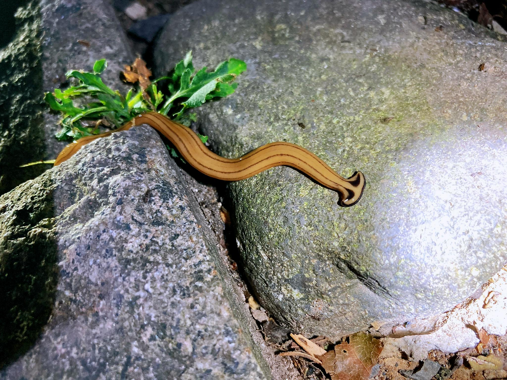 笄蛭涡虫bipalium kewense