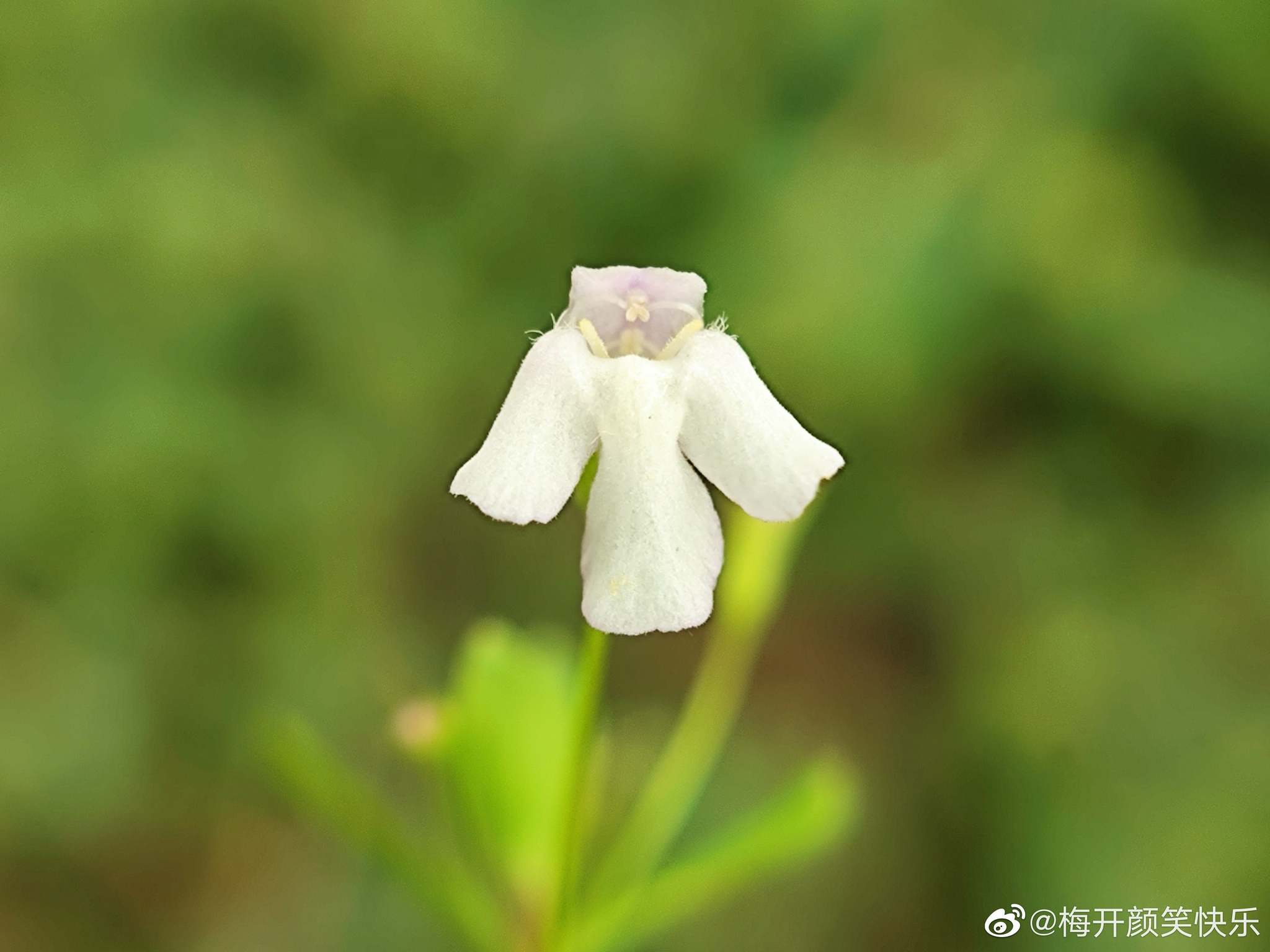 陌上菜～～玄参科母草属一年生草本……__财经头条